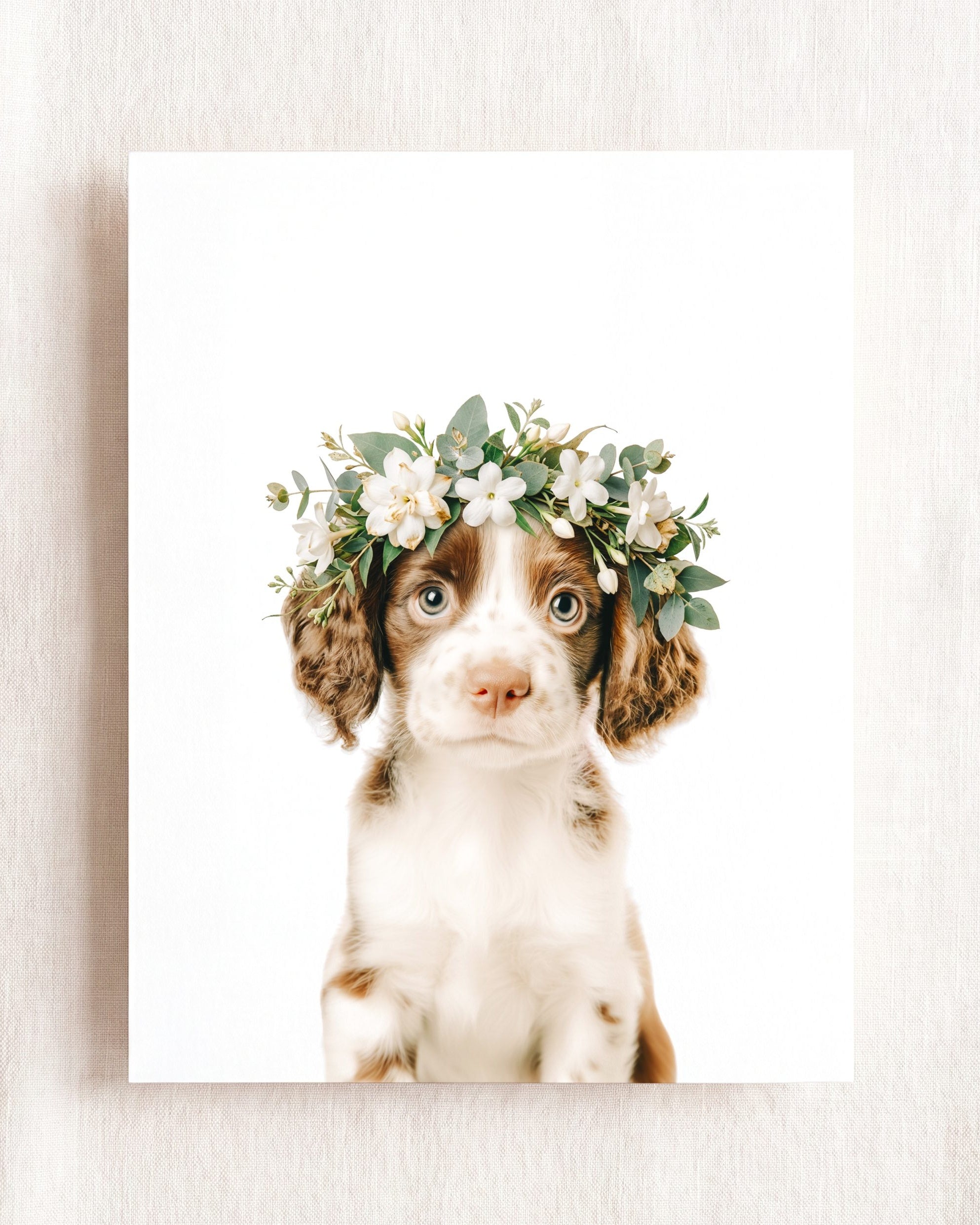 Baby Puppy Springer Spaniel Portrait