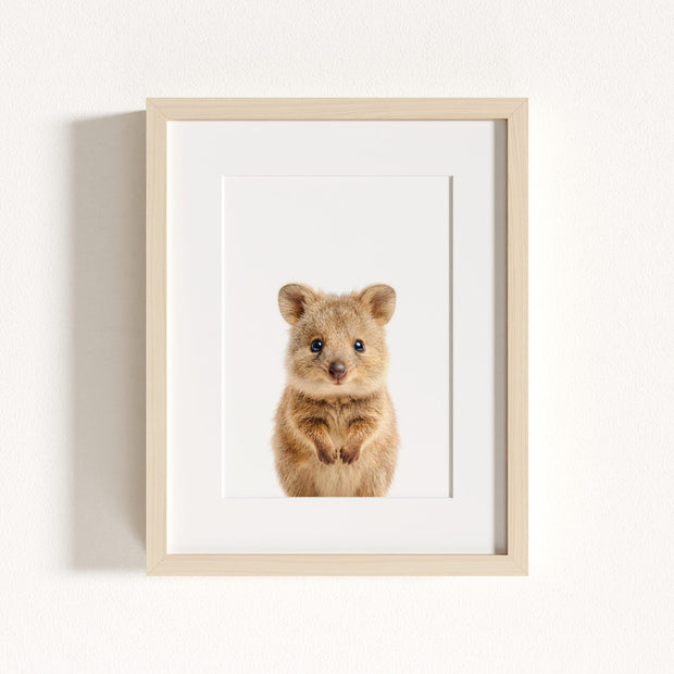 Baby Quokka