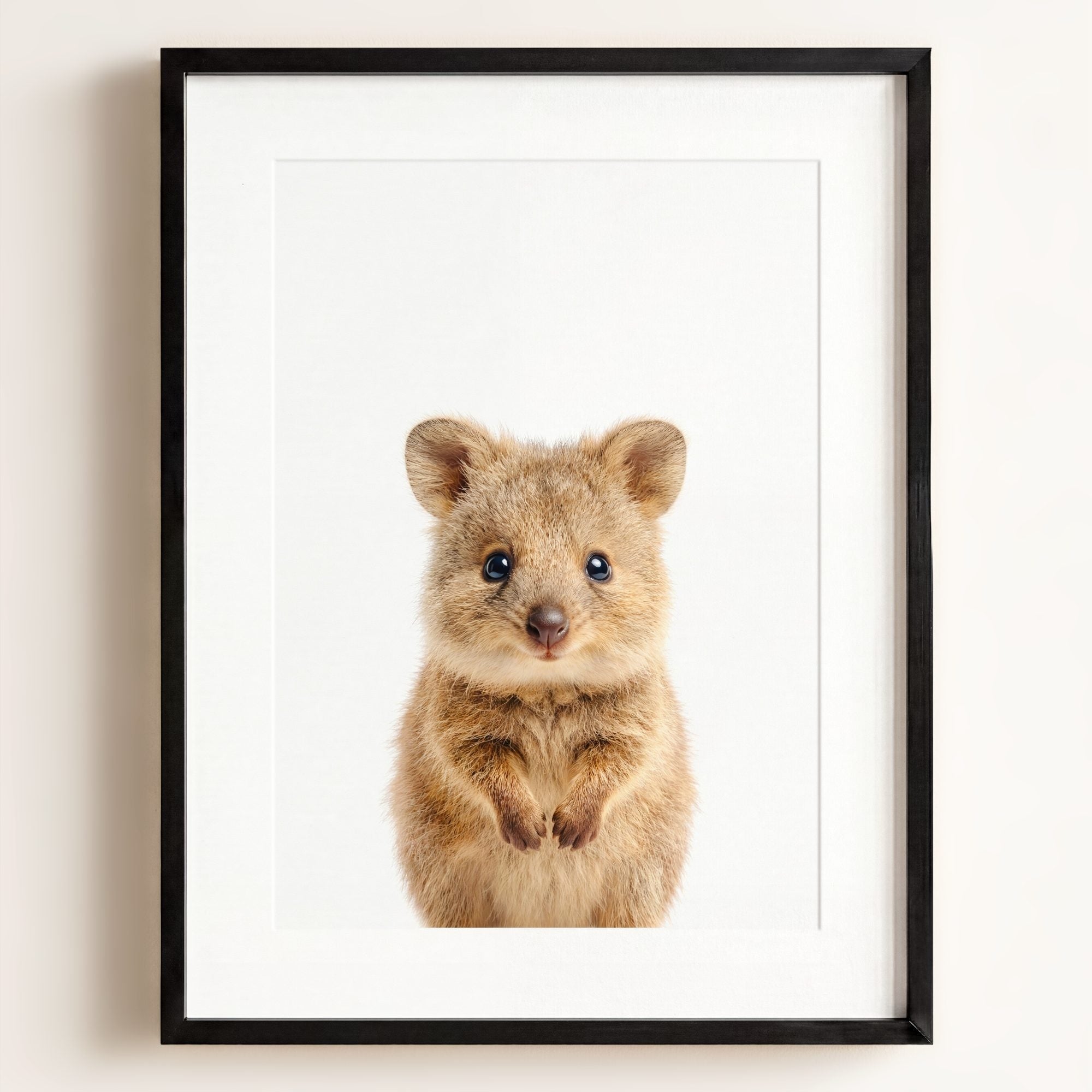 Baby Quokka