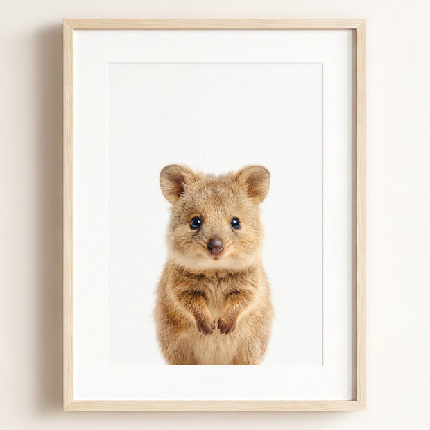 Baby Quokka