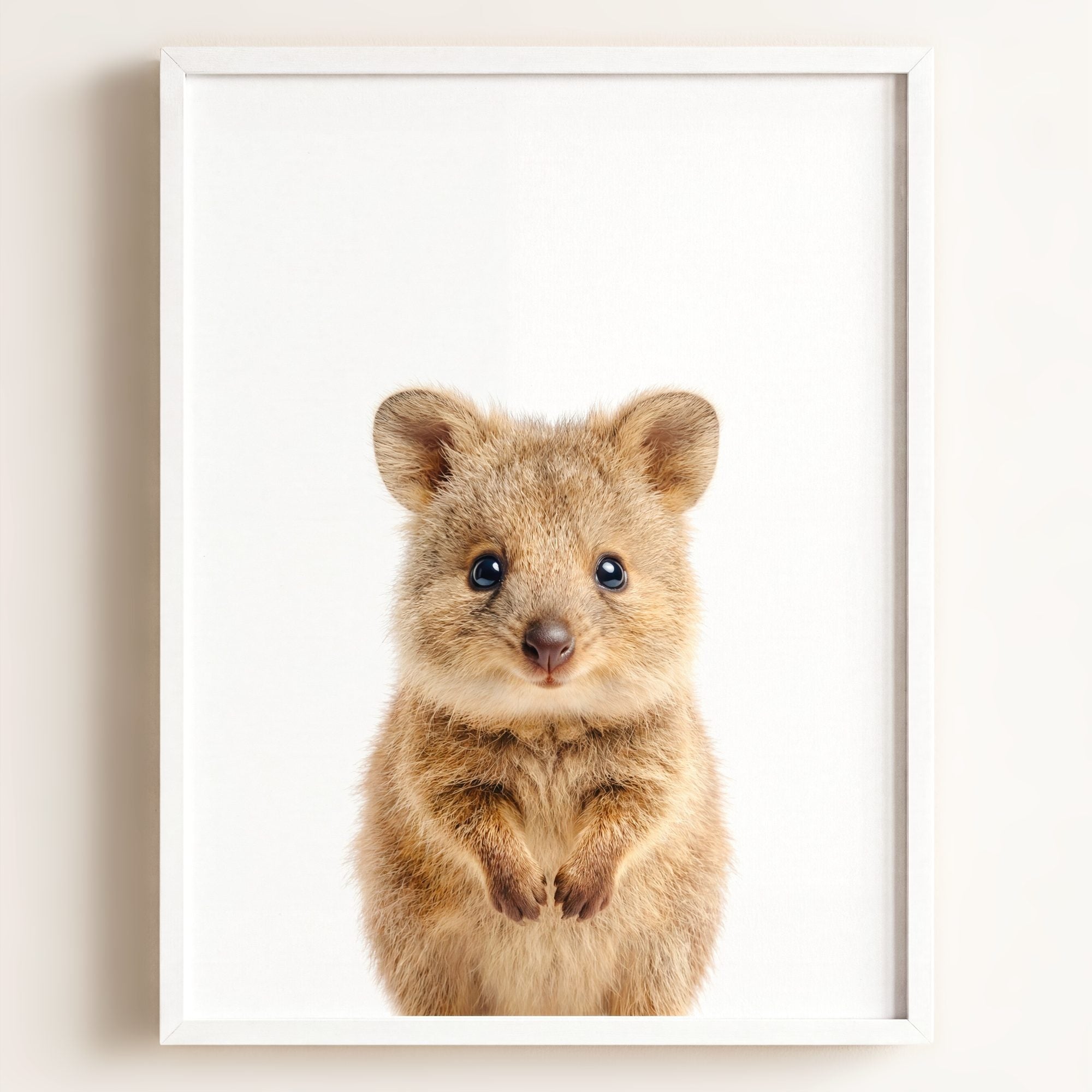 Baby Quokka