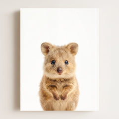 Baby Quokka