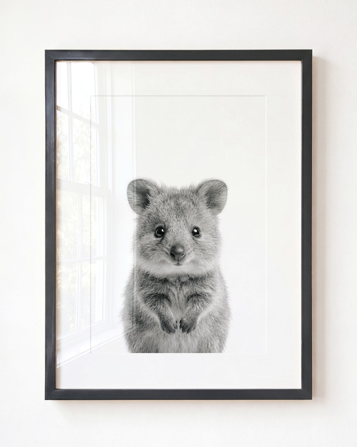 Baby Quokka