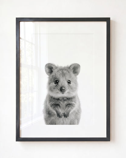 Baby Quokka