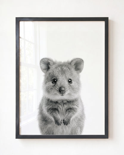 Baby Quokka