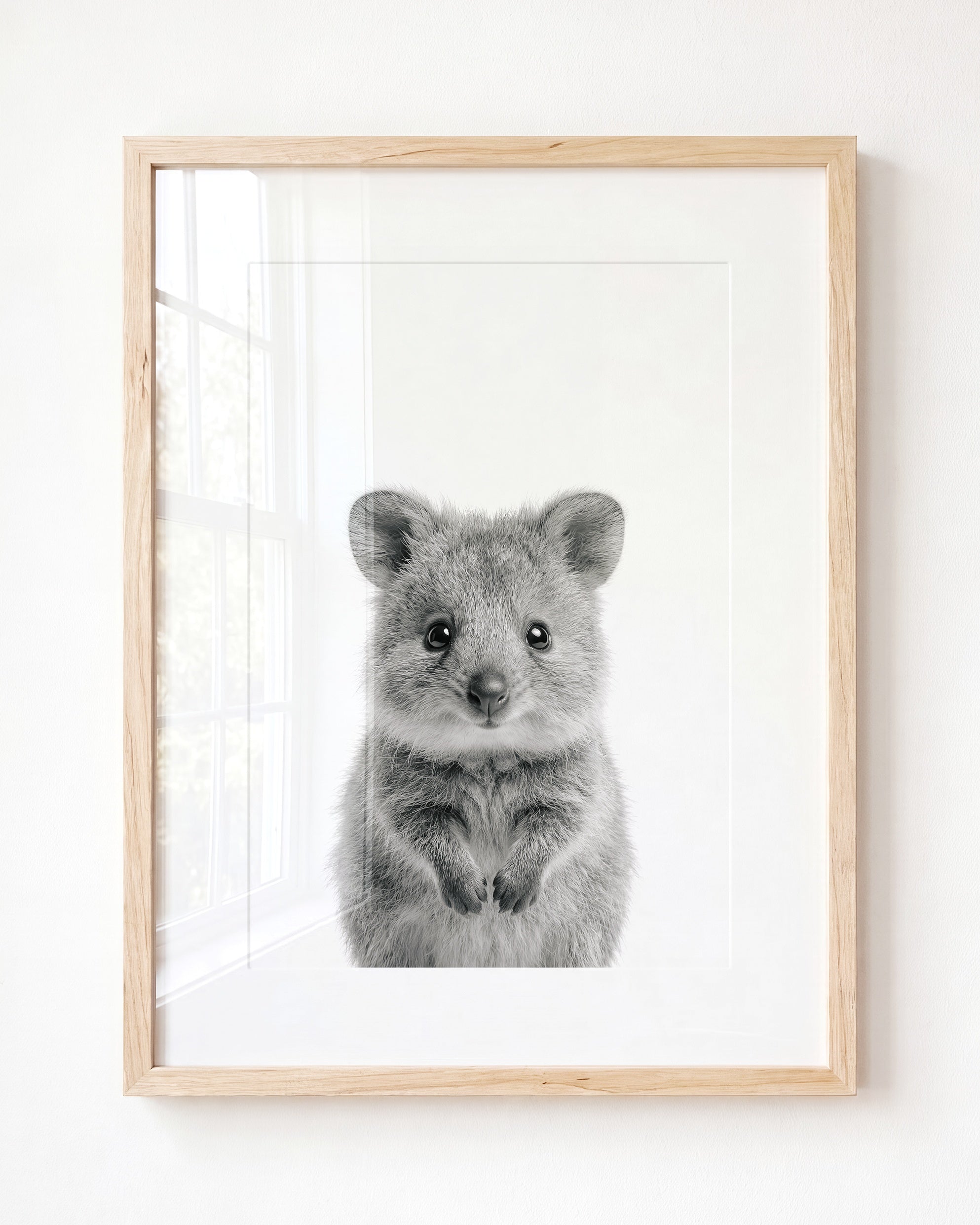 Baby Quokka