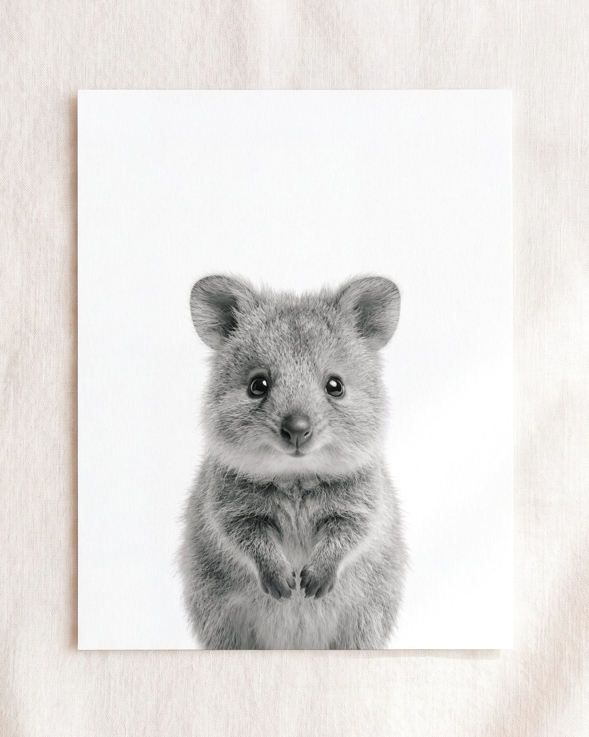 Baby Quokka