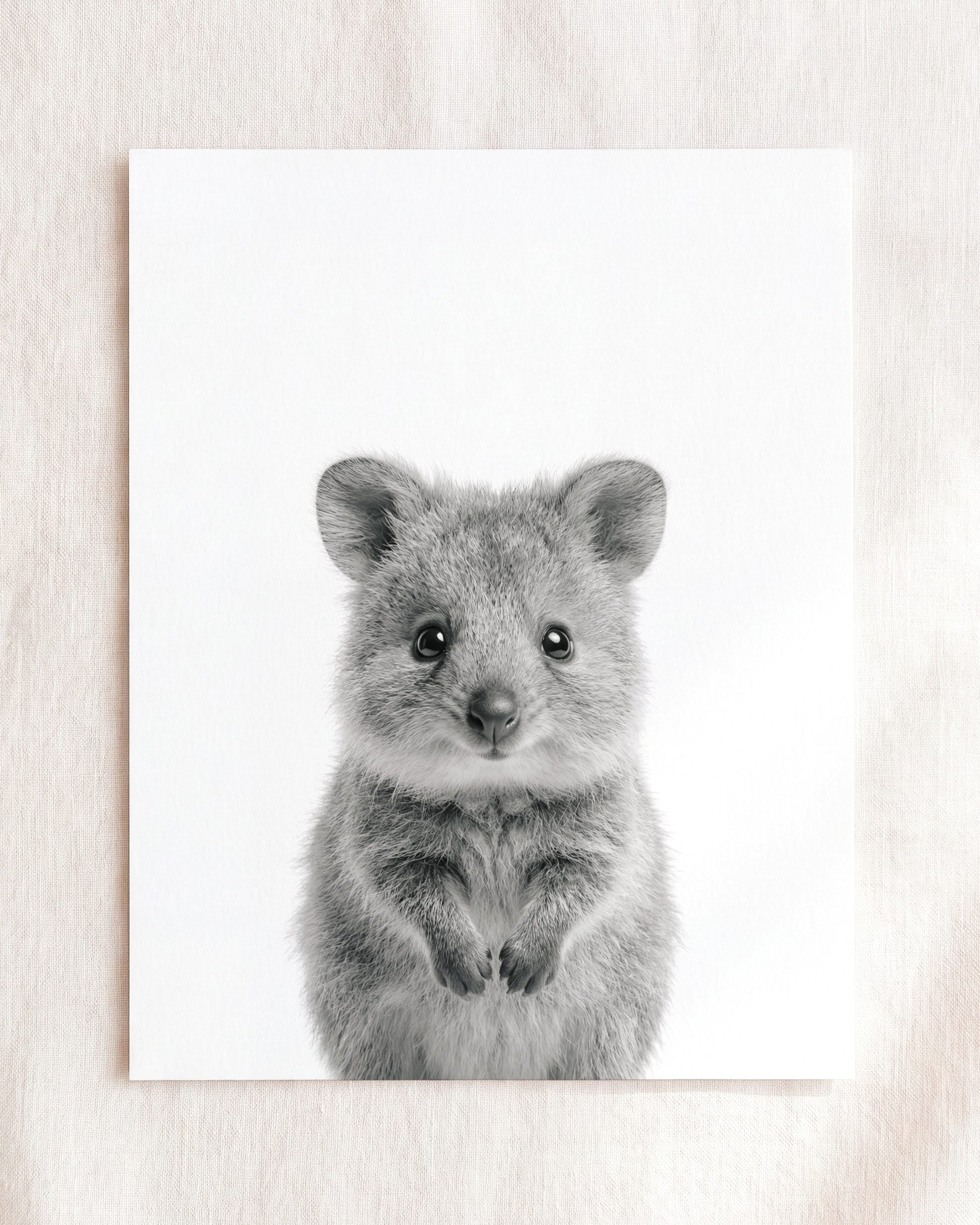 Baby Quokka