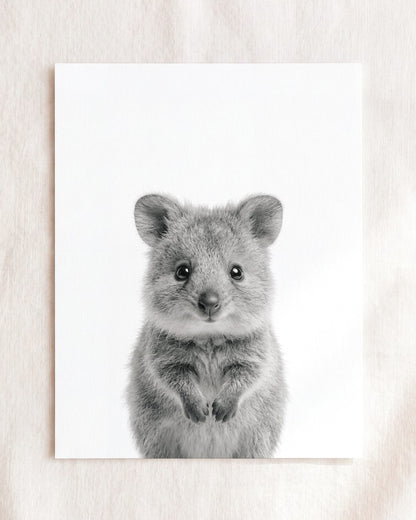 Baby Quokka