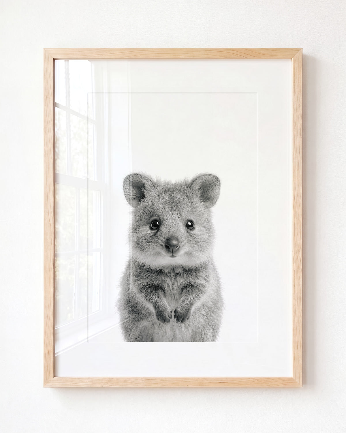 Baby Quokka