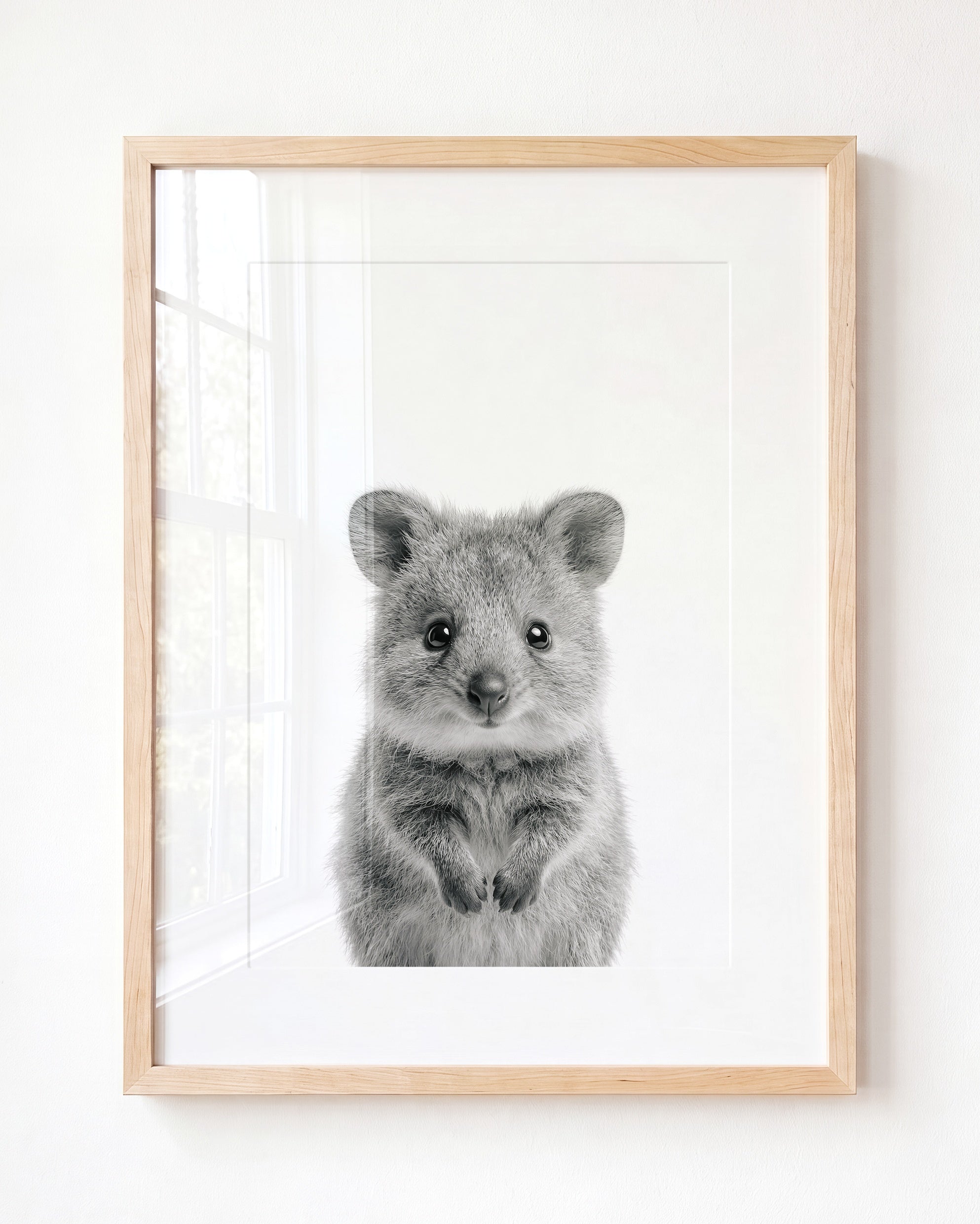 Baby Quokka