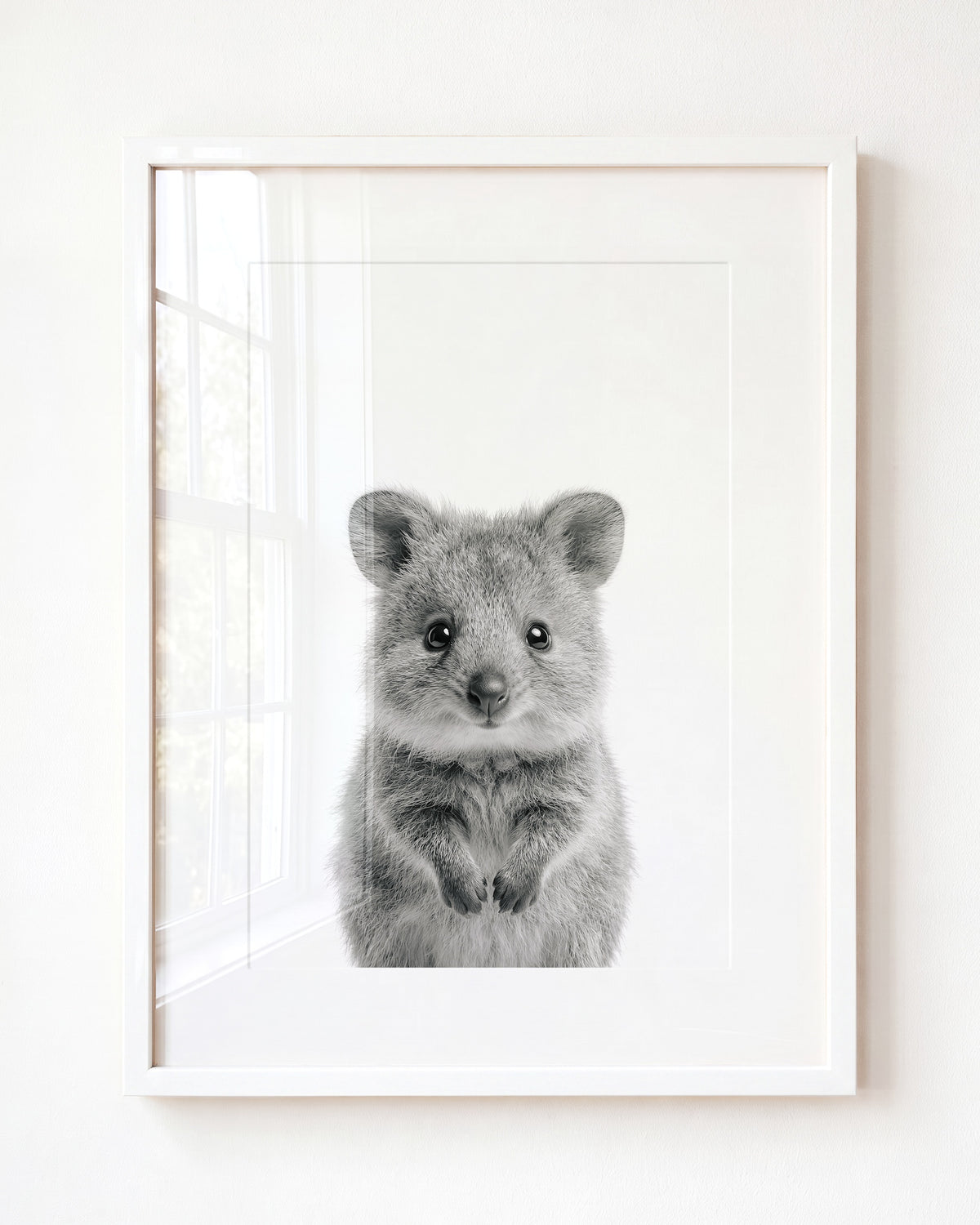 Baby Quokka