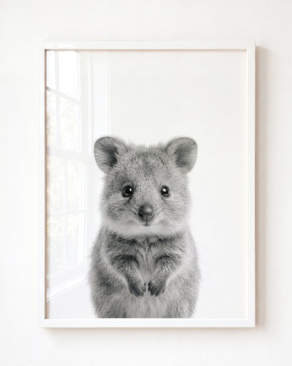 Baby Quokka