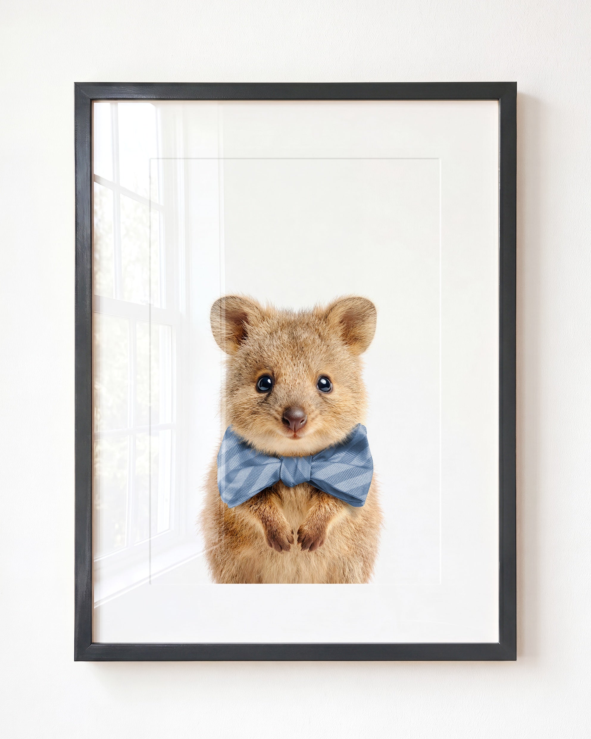 Baby Quokka