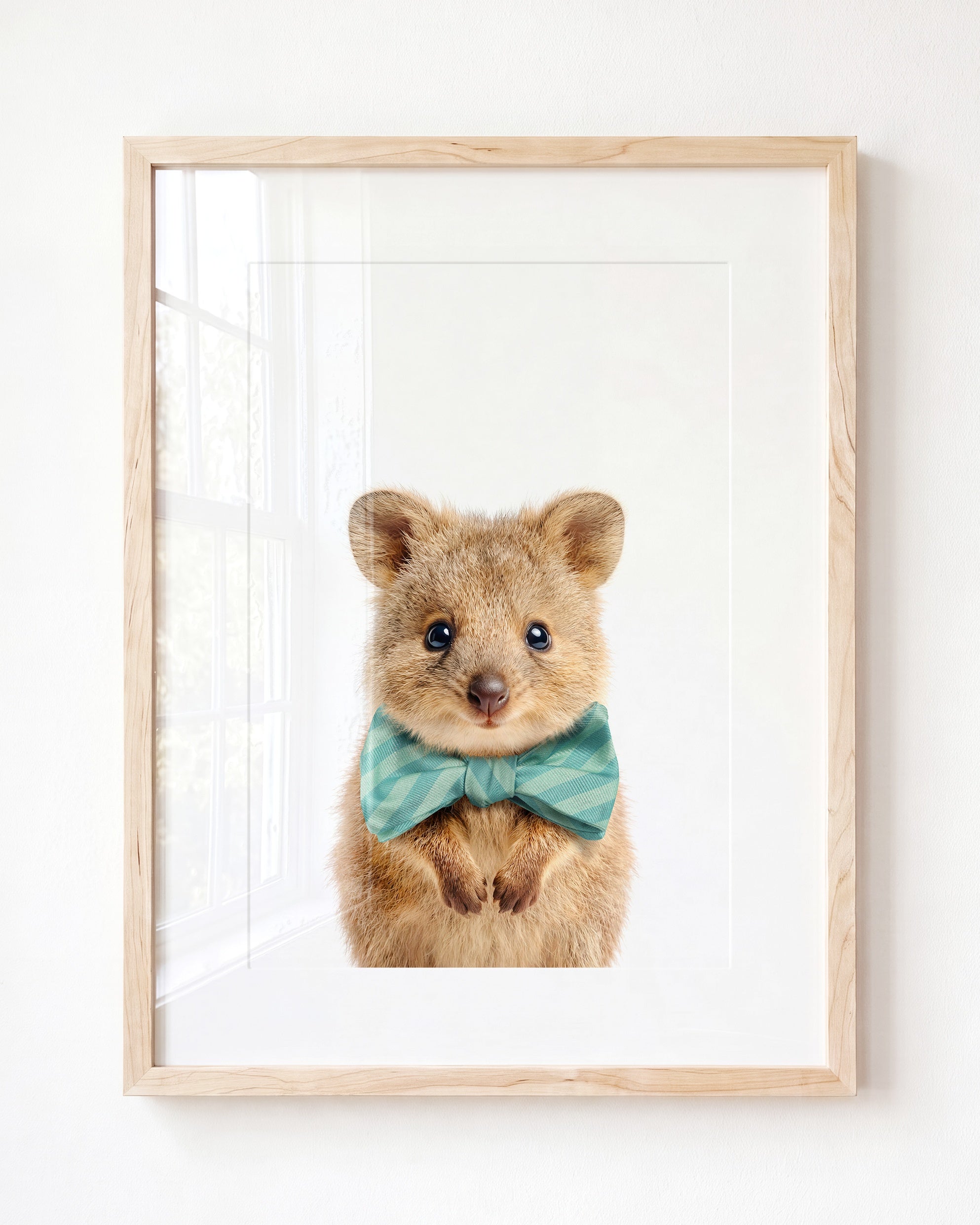 Baby Quokka