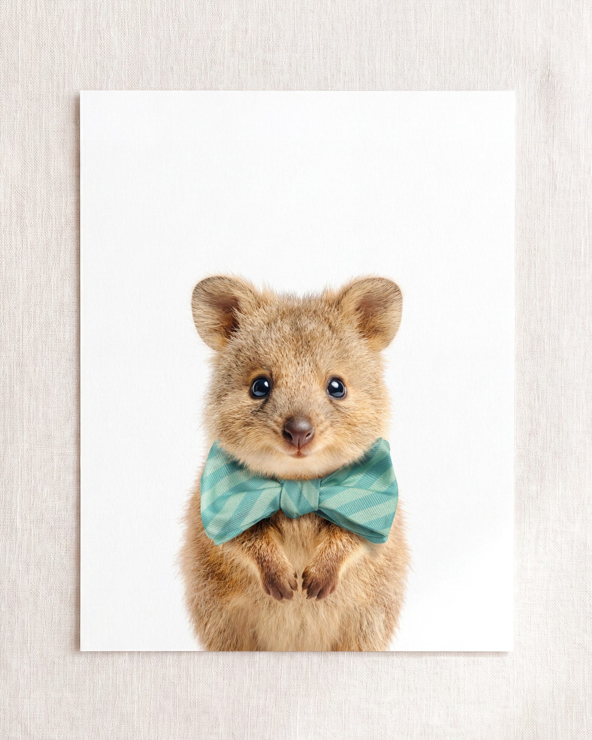 Baby Quokka