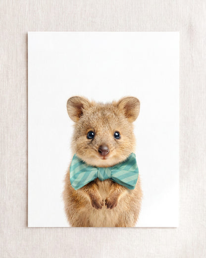 Baby Quokka