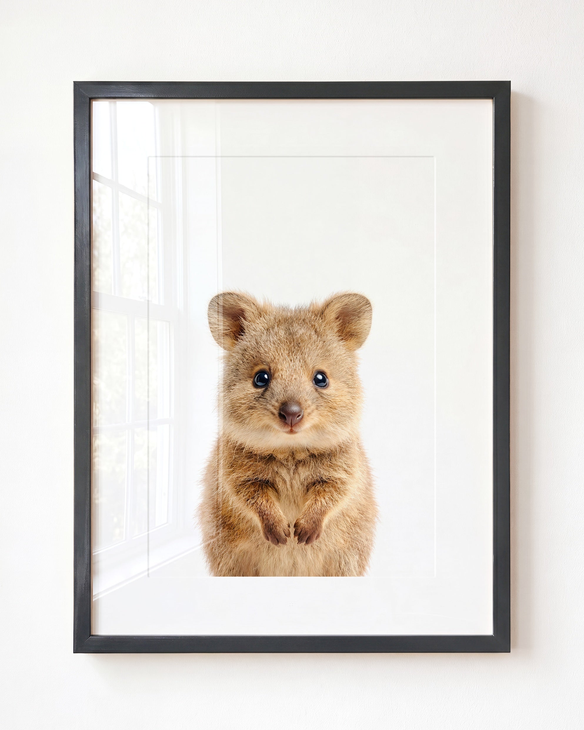 Baby Quokka