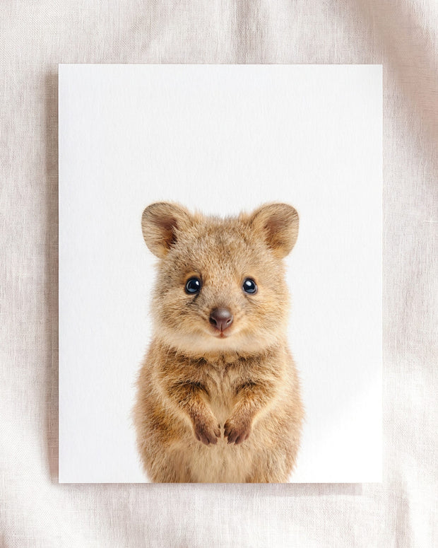 Baby Quokka