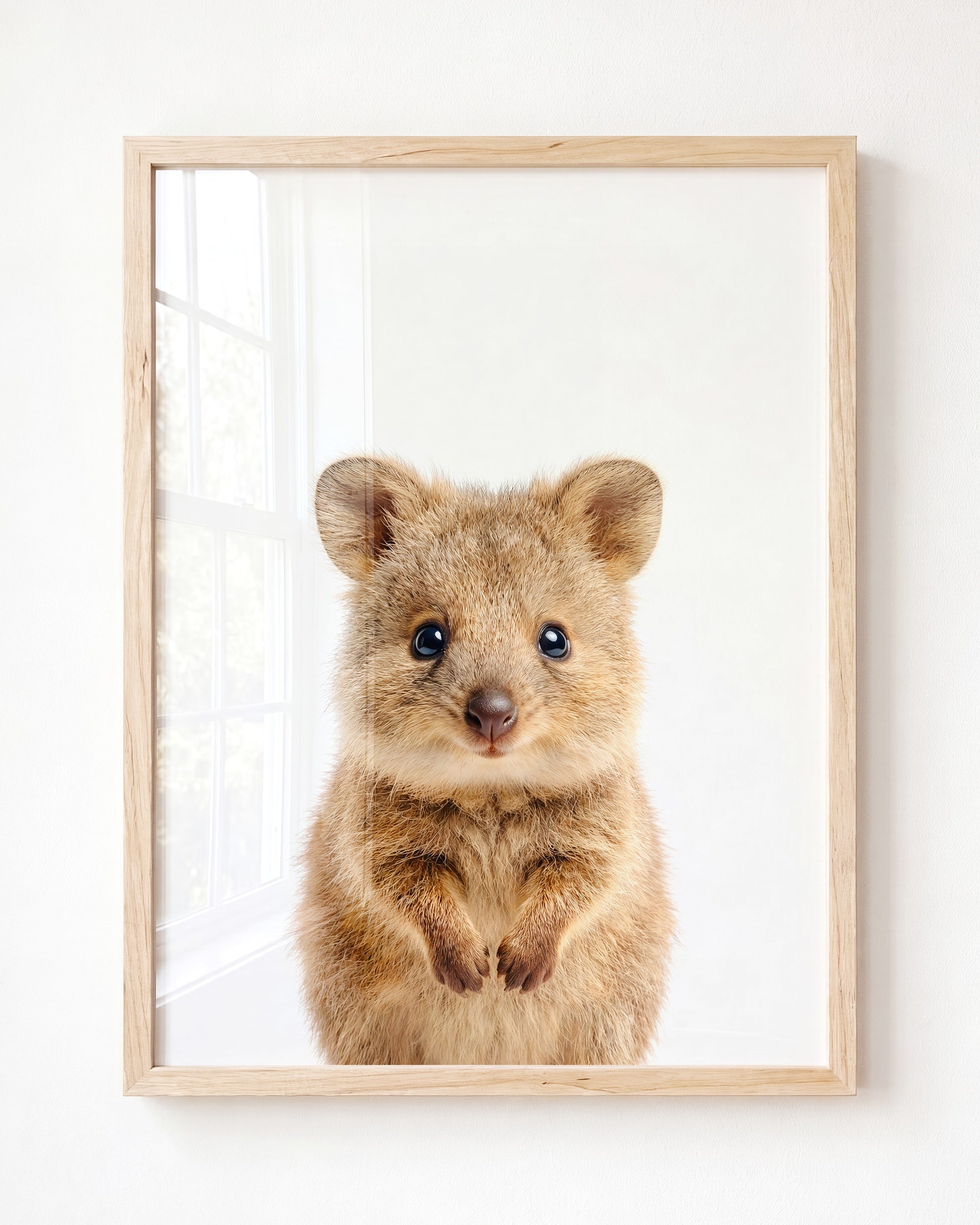 Baby Quokka