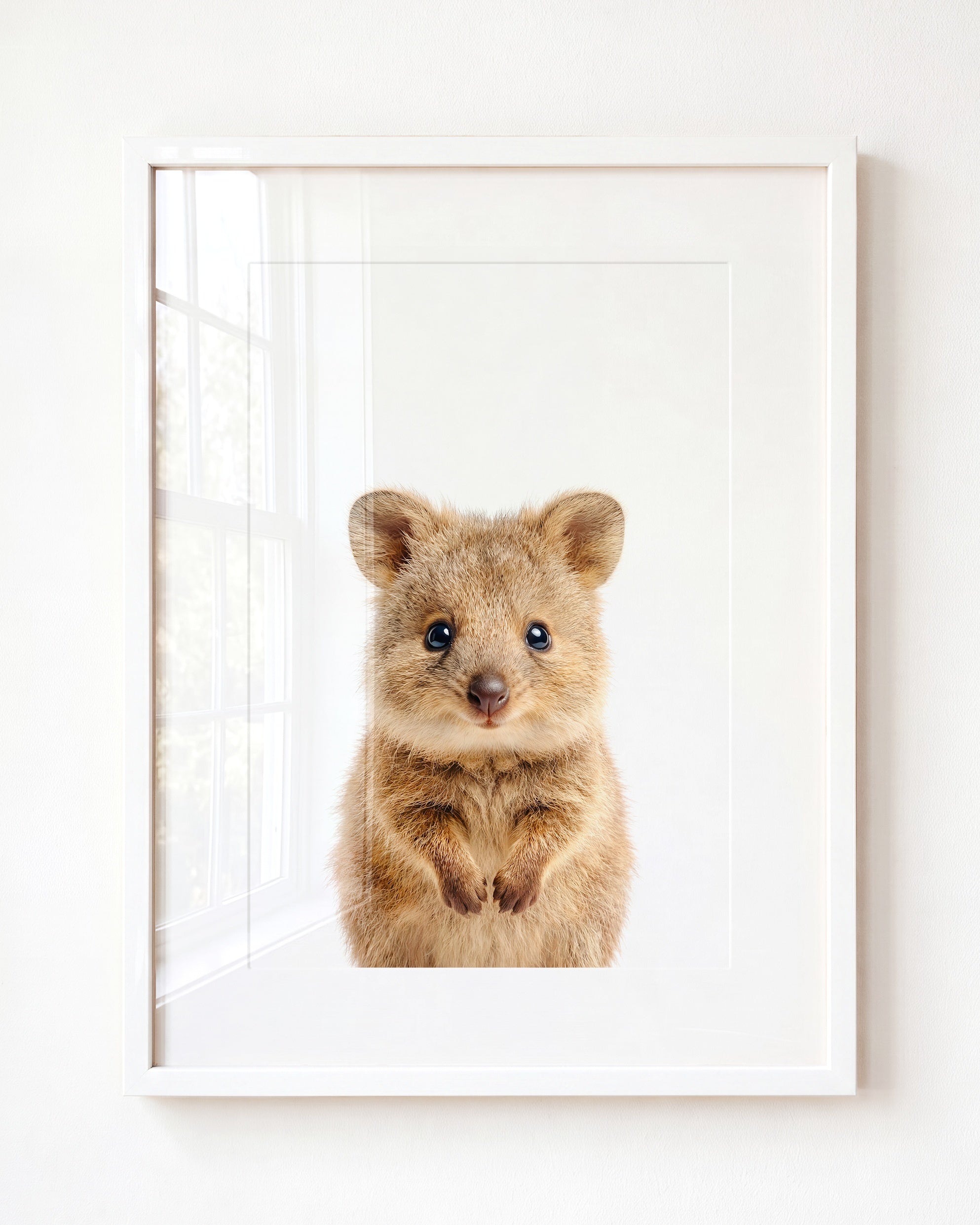 Baby Quokka