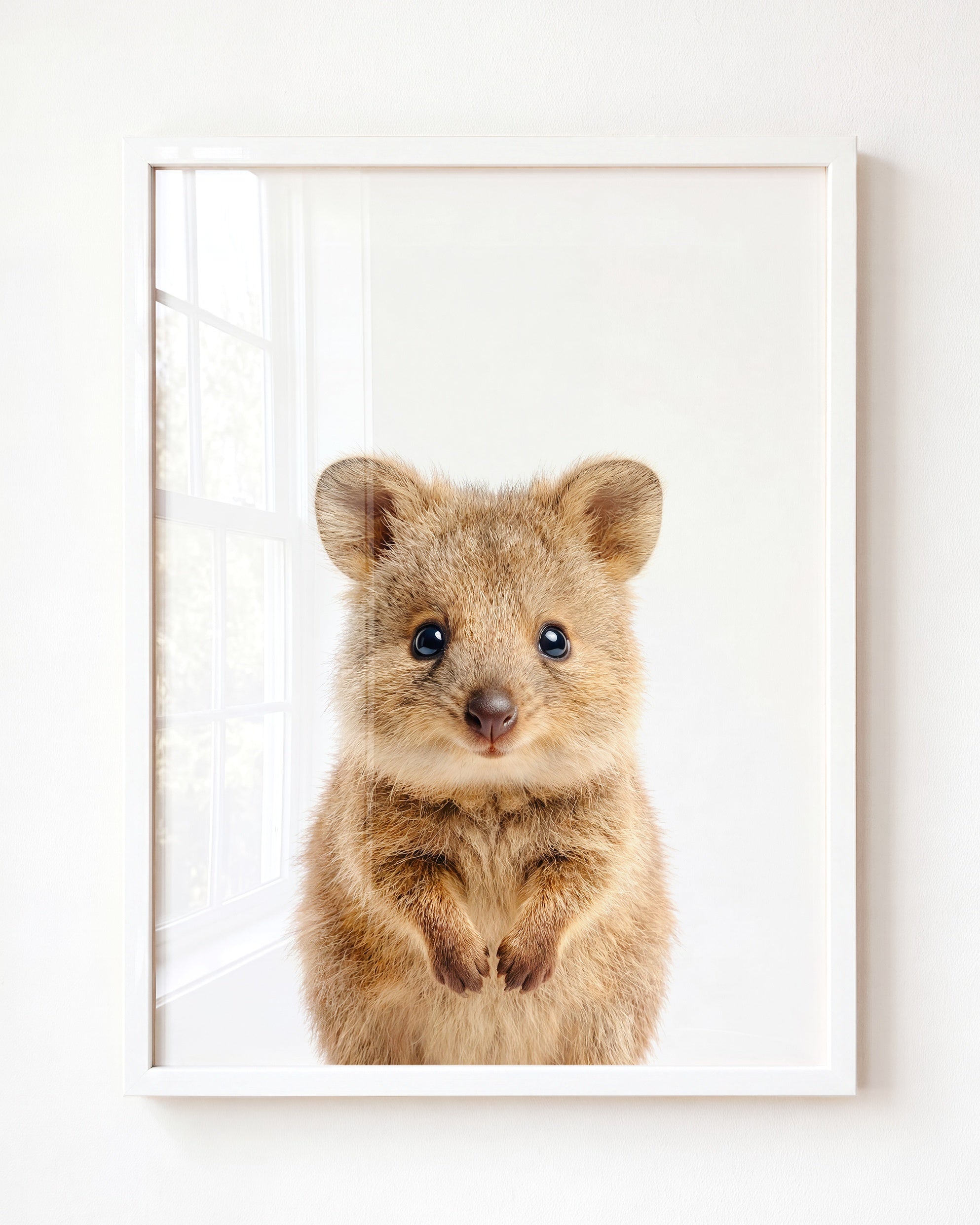 Baby Quokka
