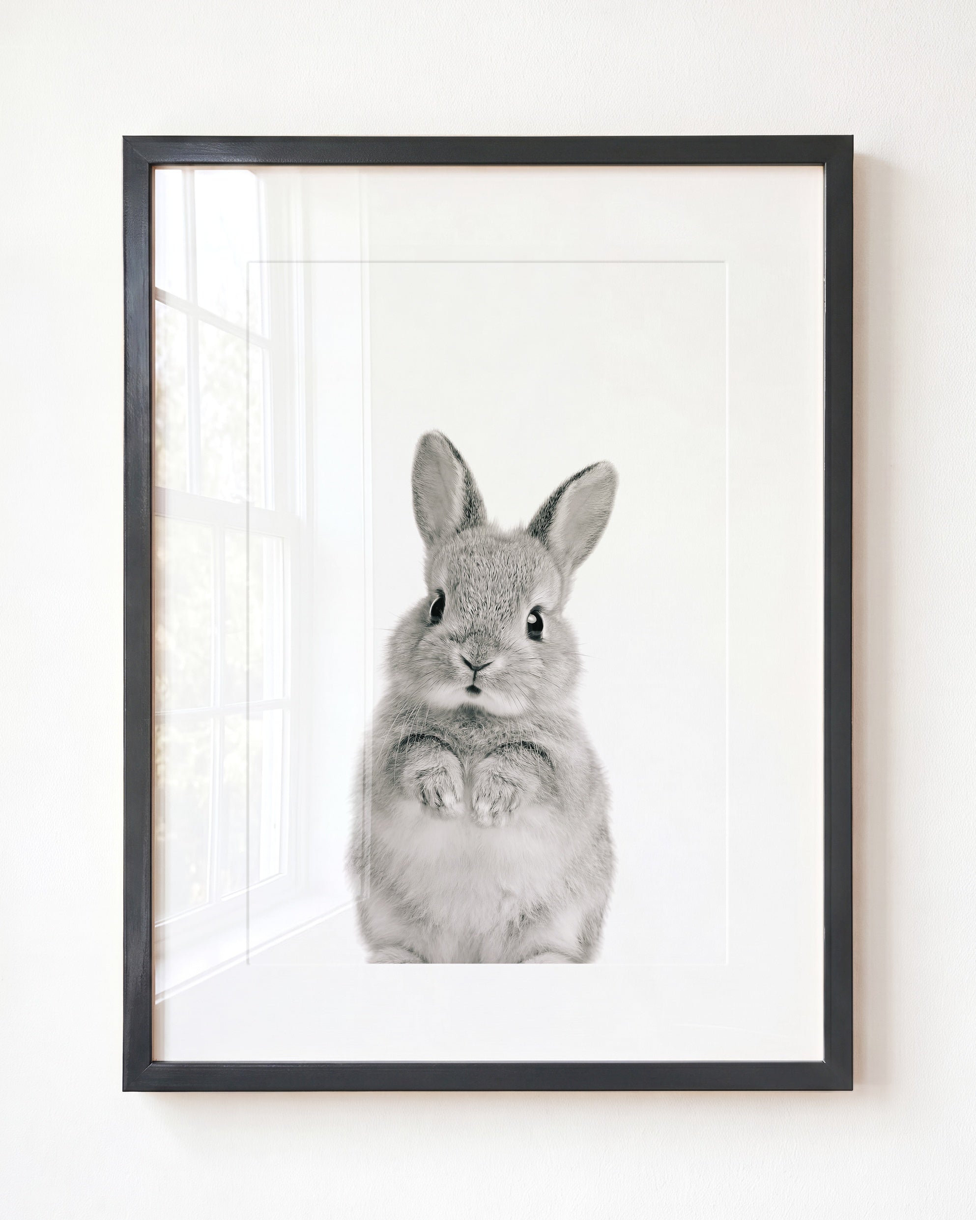 Baby Rabbit