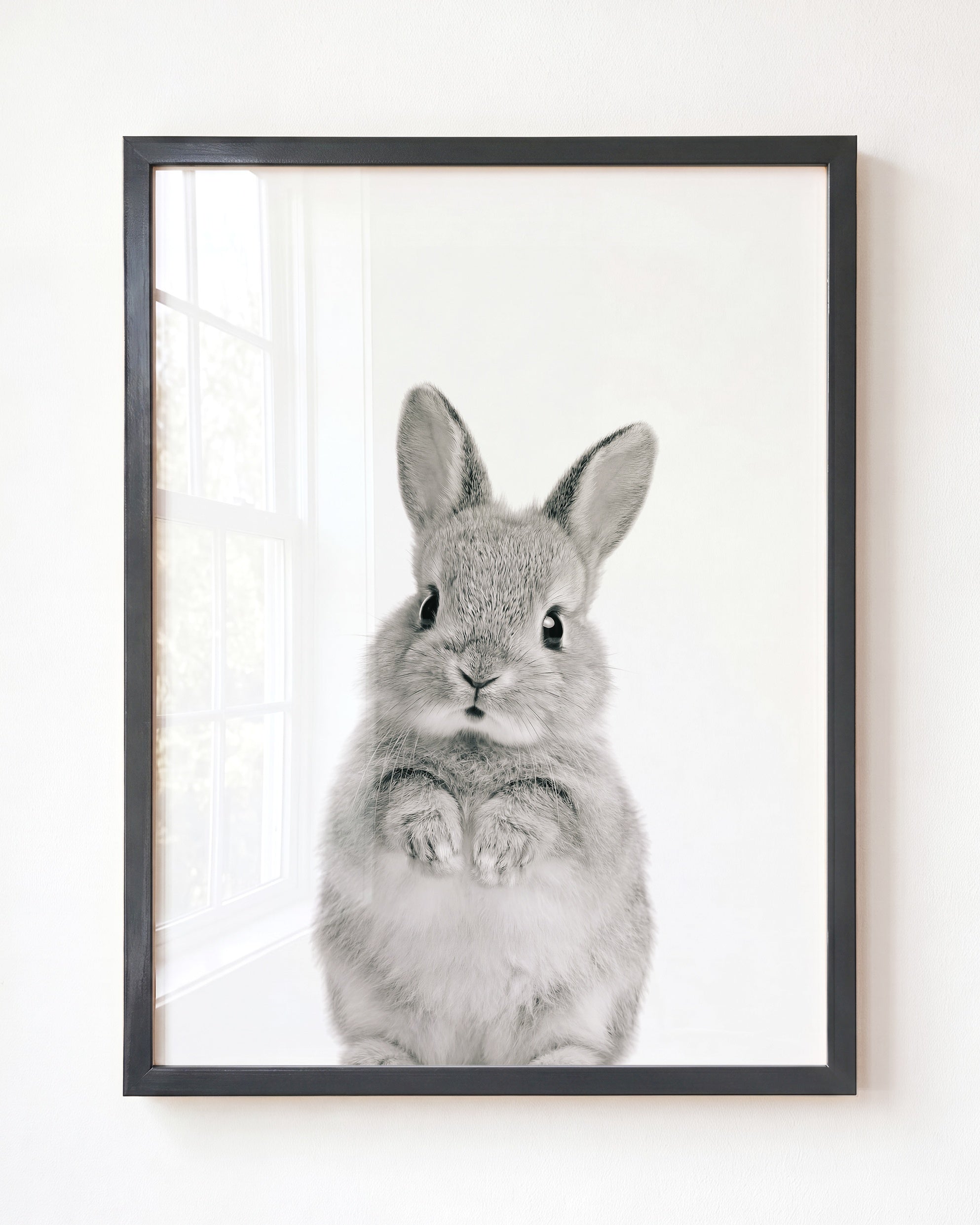 Baby Rabbit
