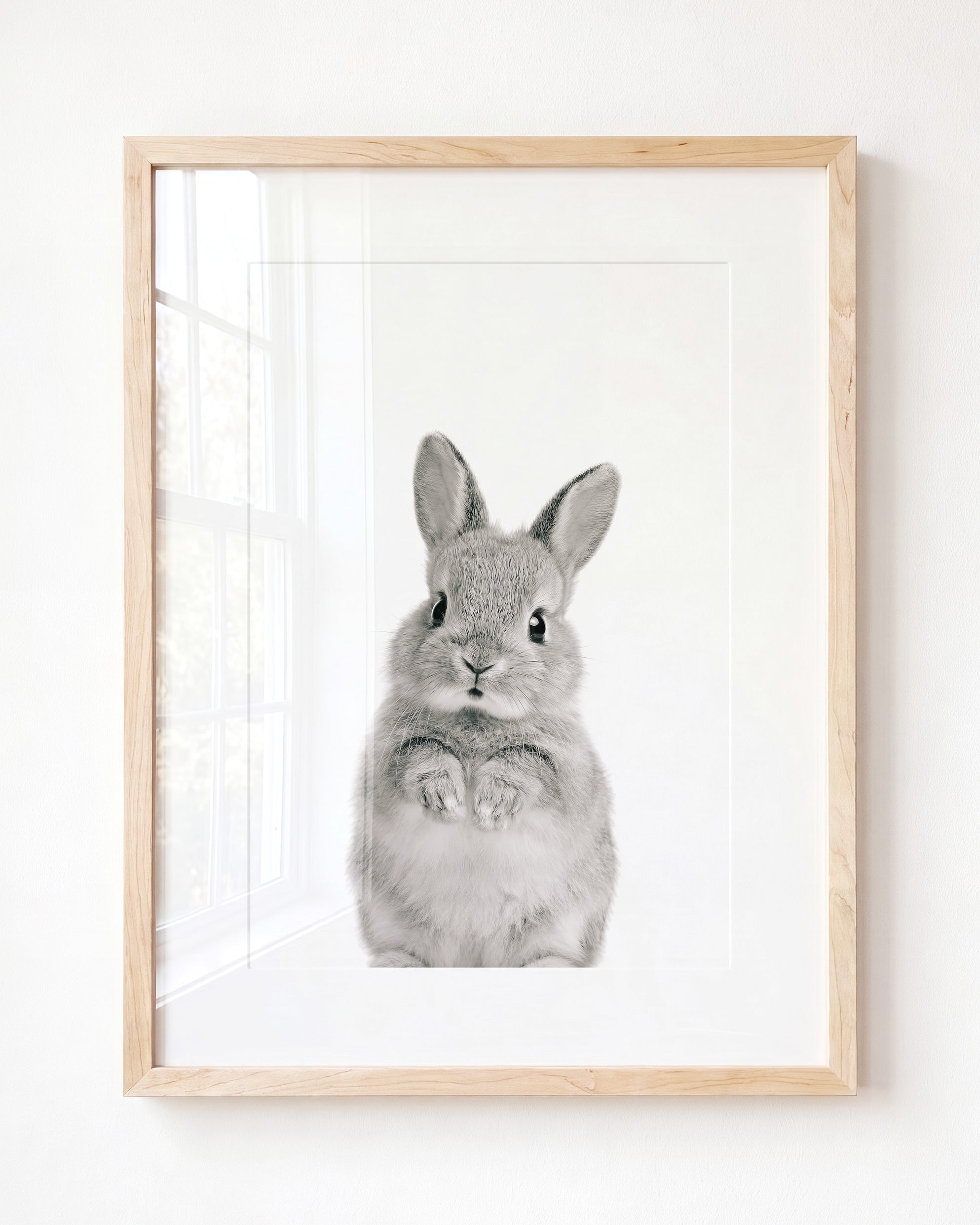 Baby Rabbit