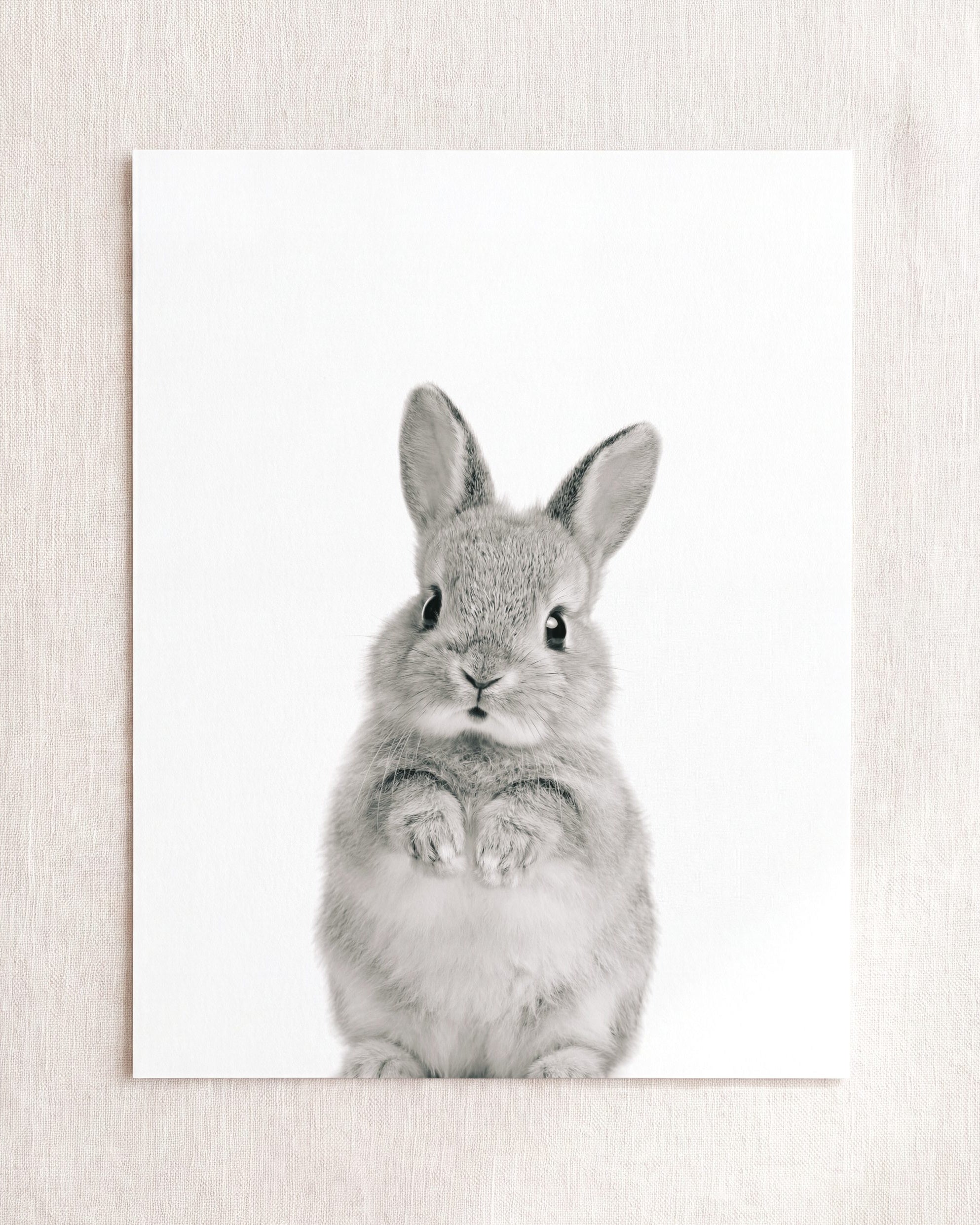Baby Rabbit