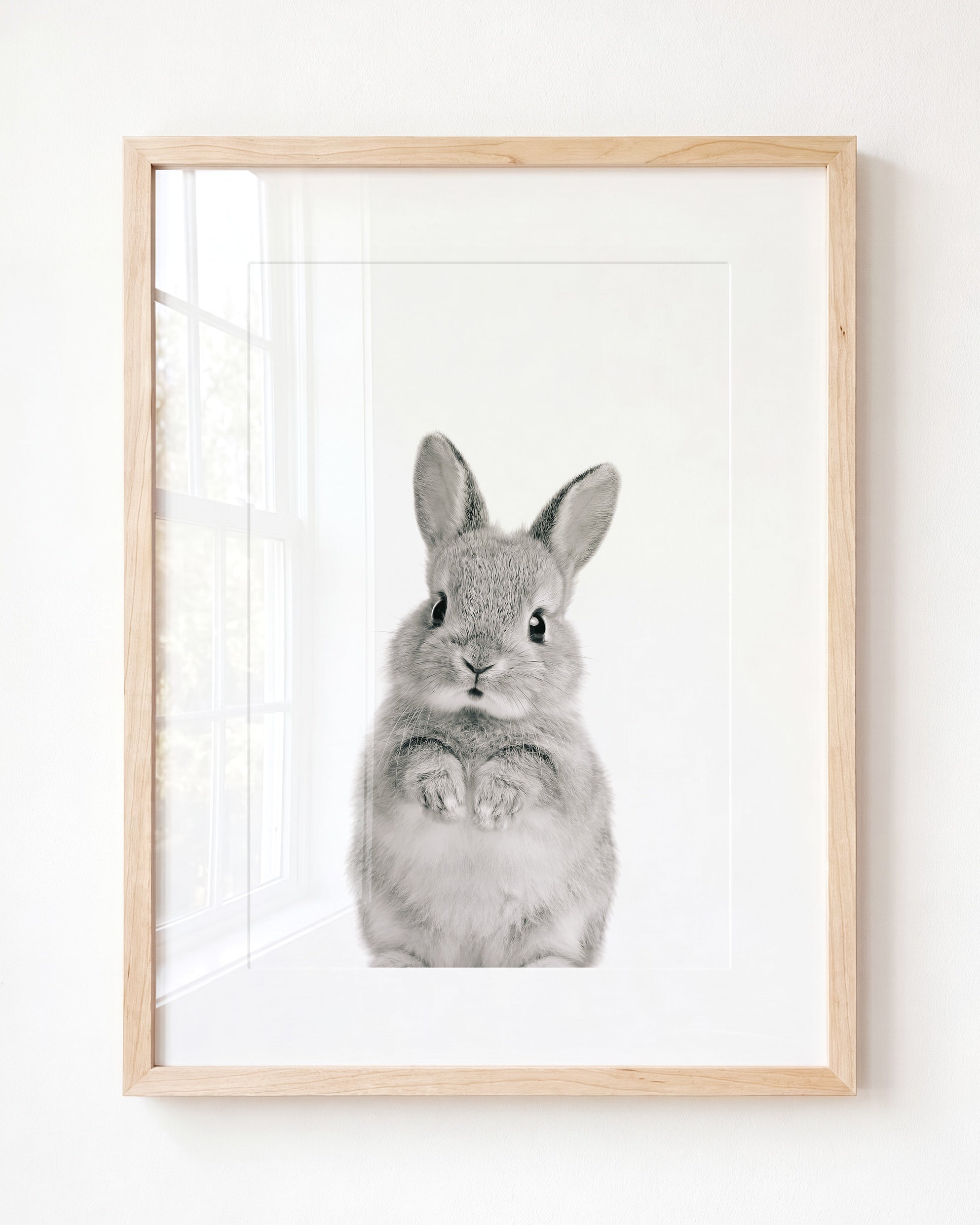 Baby Rabbit