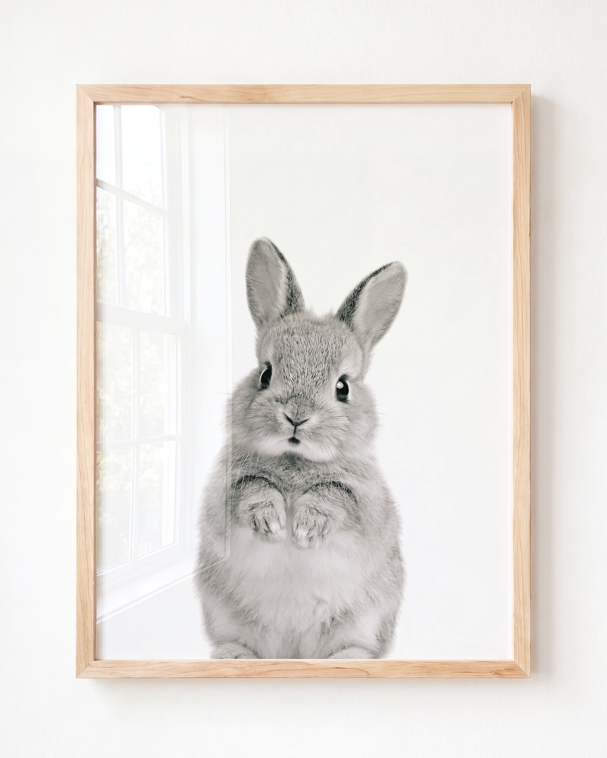 Baby Rabbit