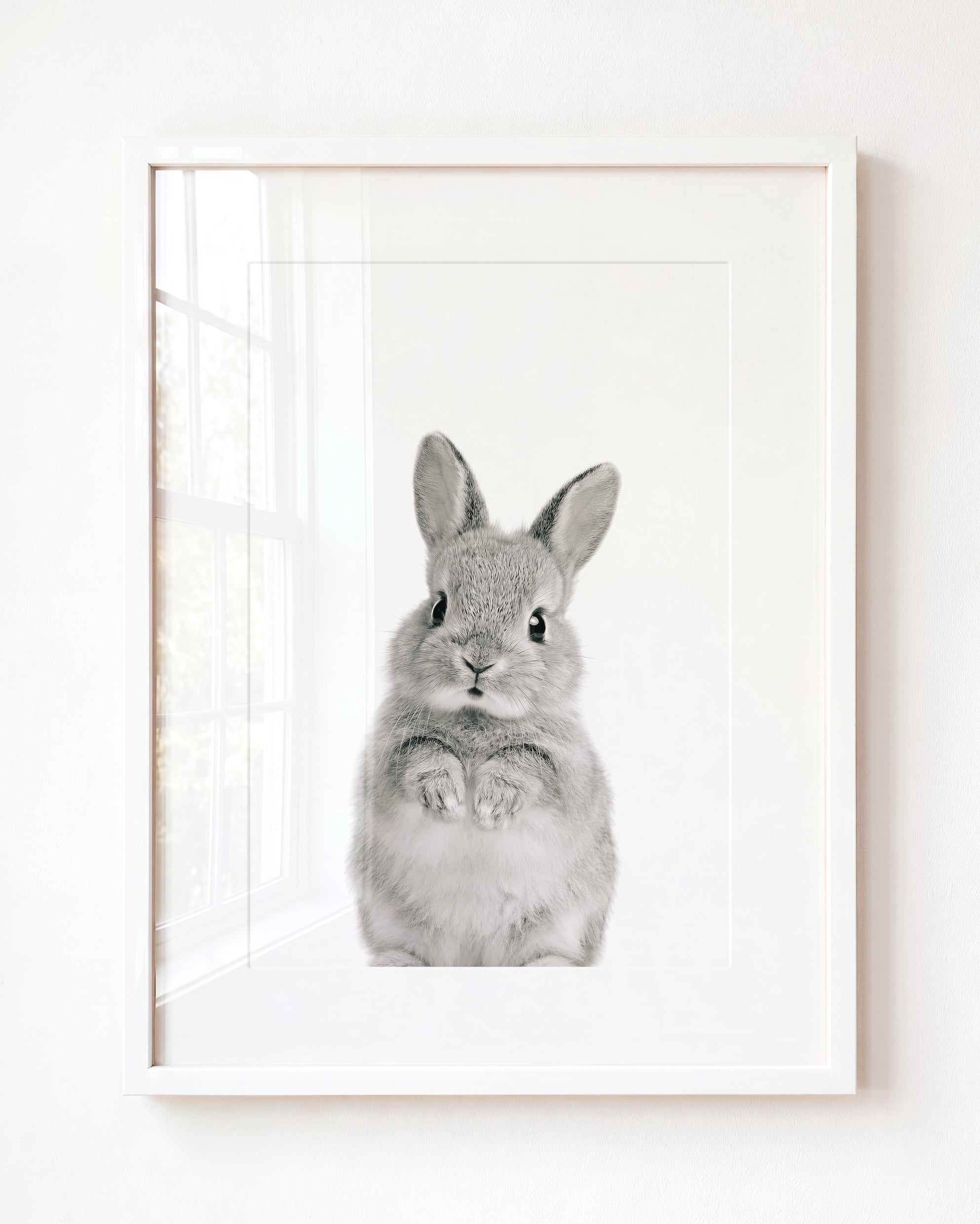 Baby Rabbit