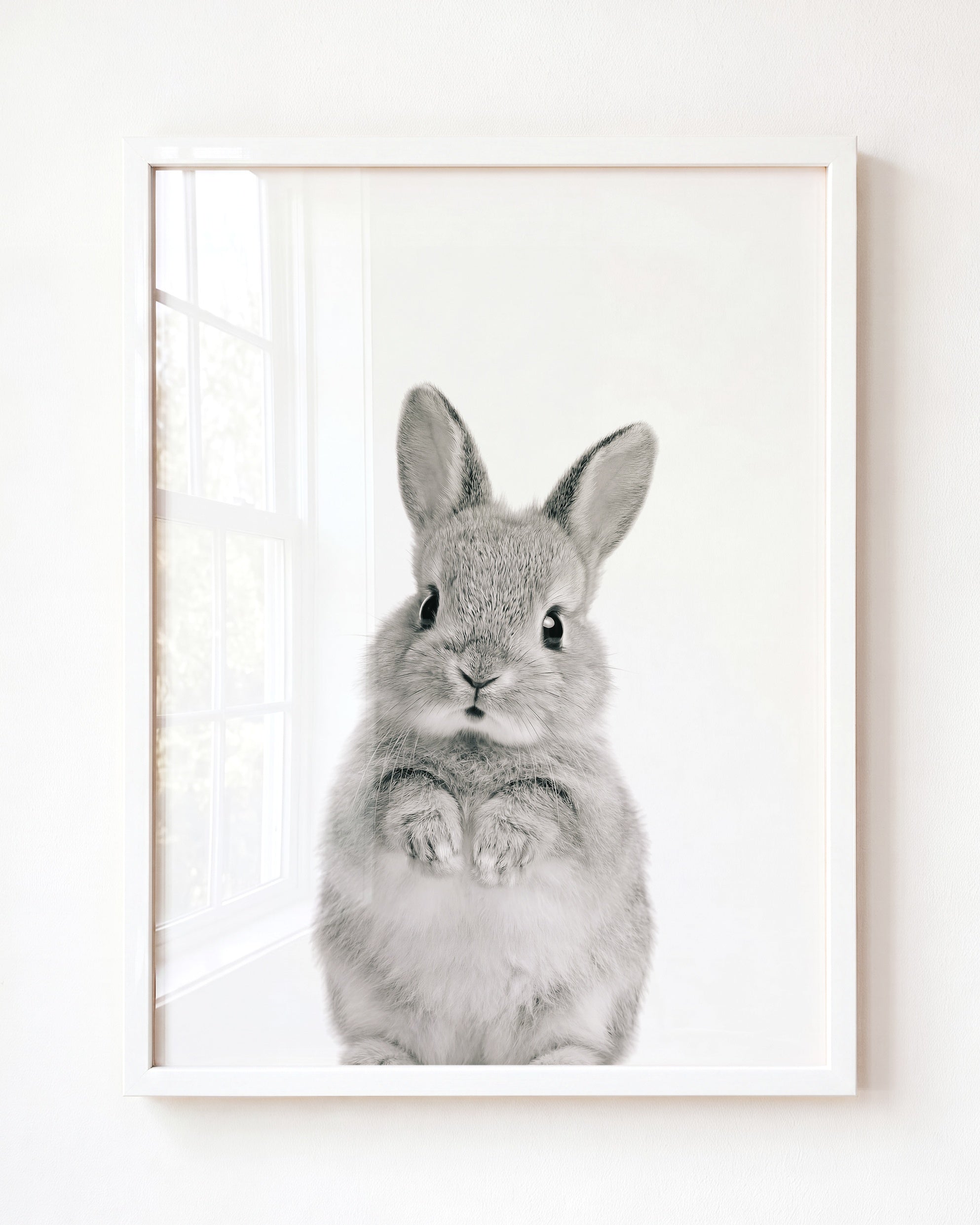 Baby Rabbit