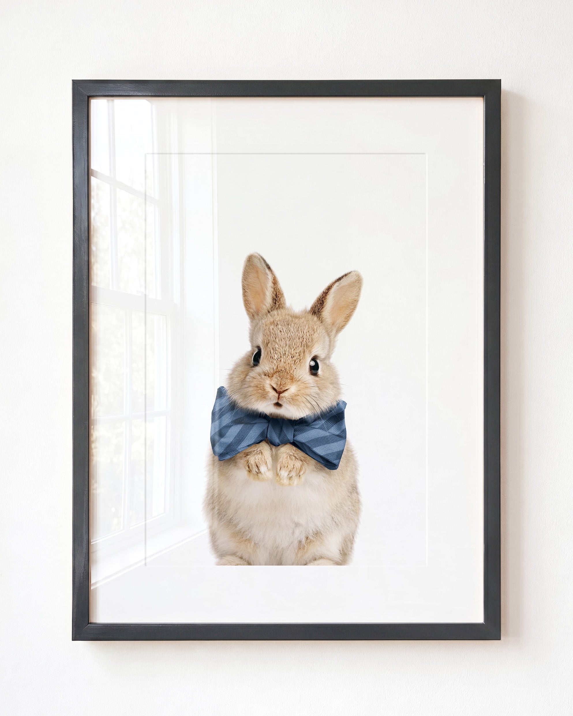 Baby Rabbit