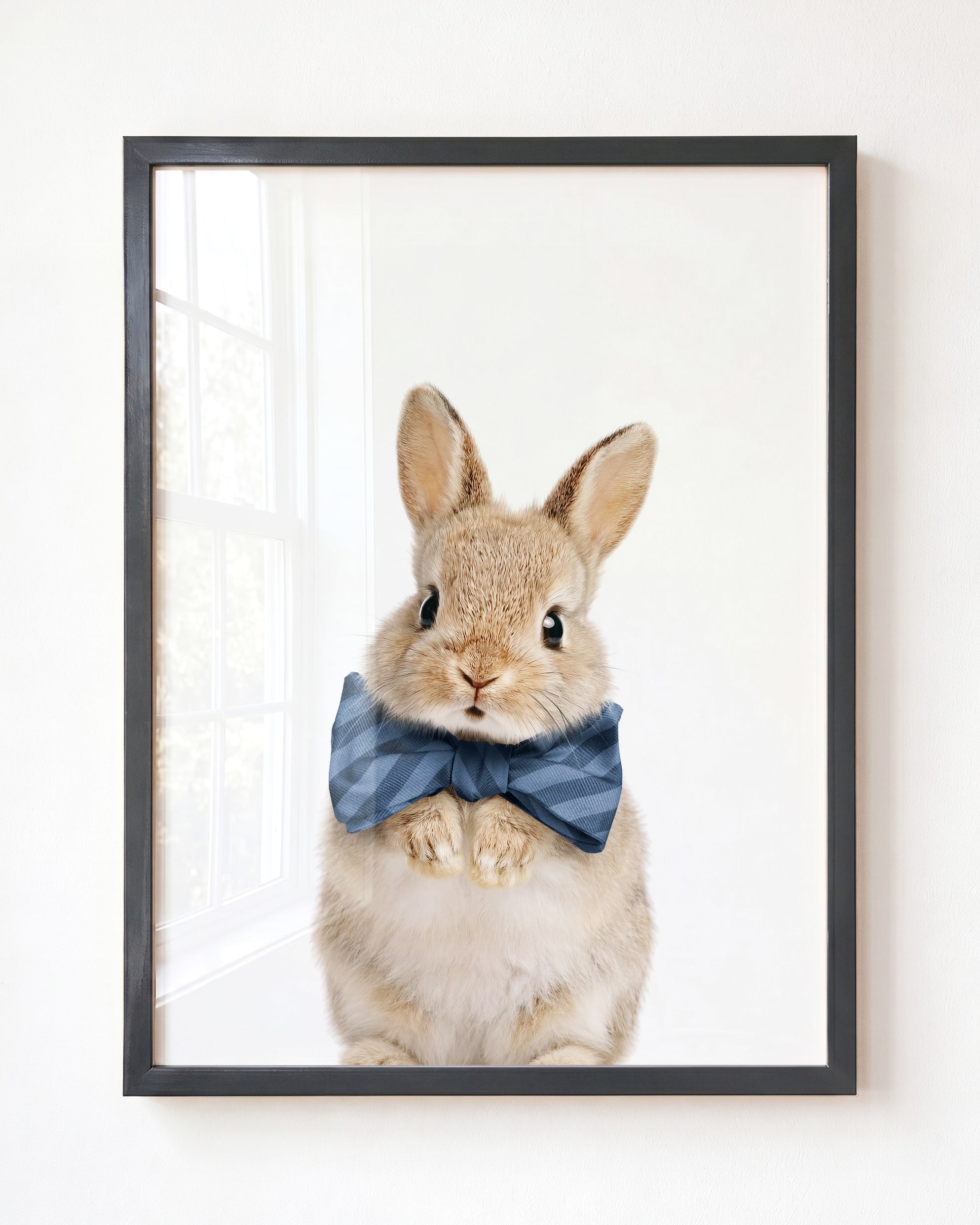Baby Rabbit