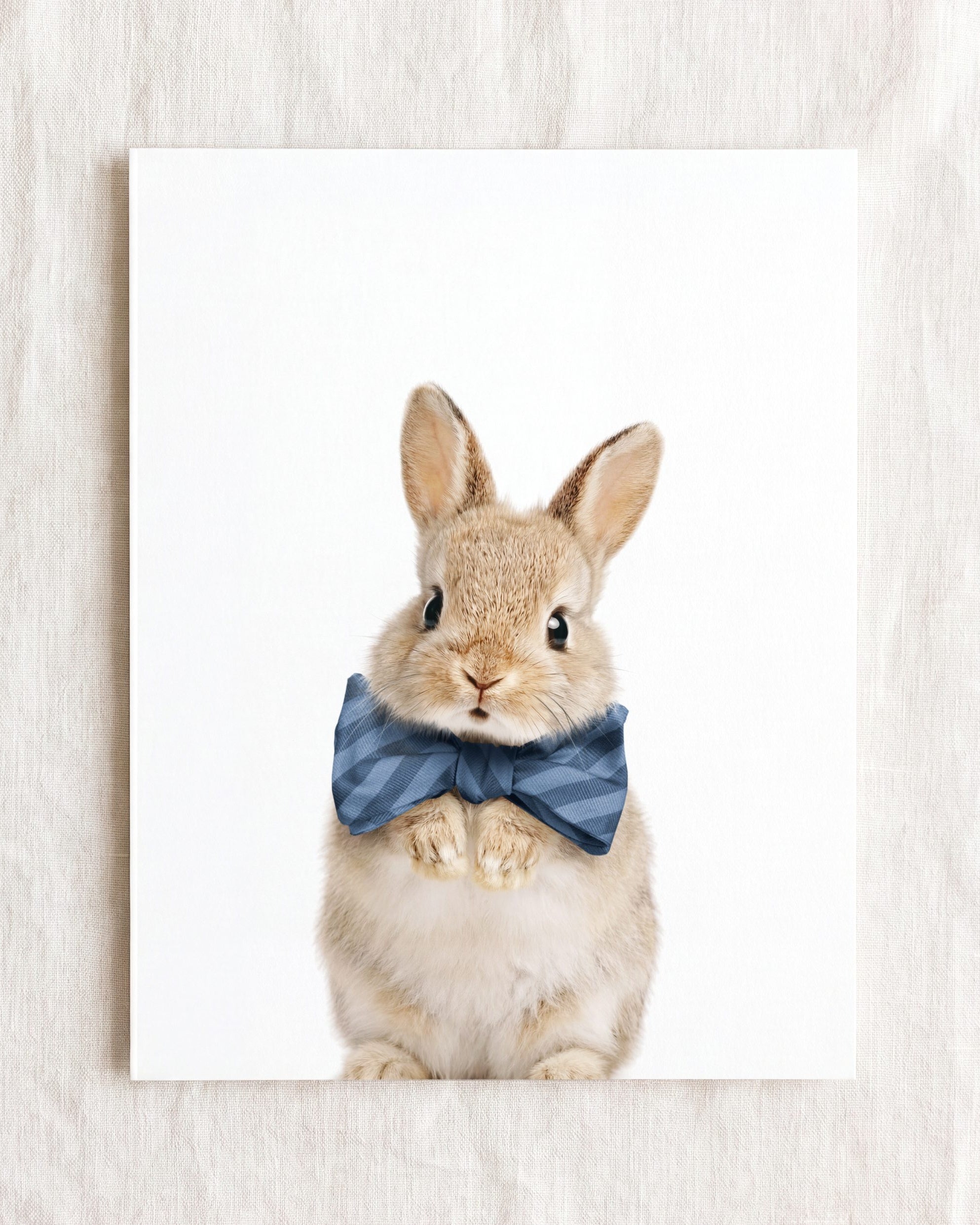 Baby Rabbit