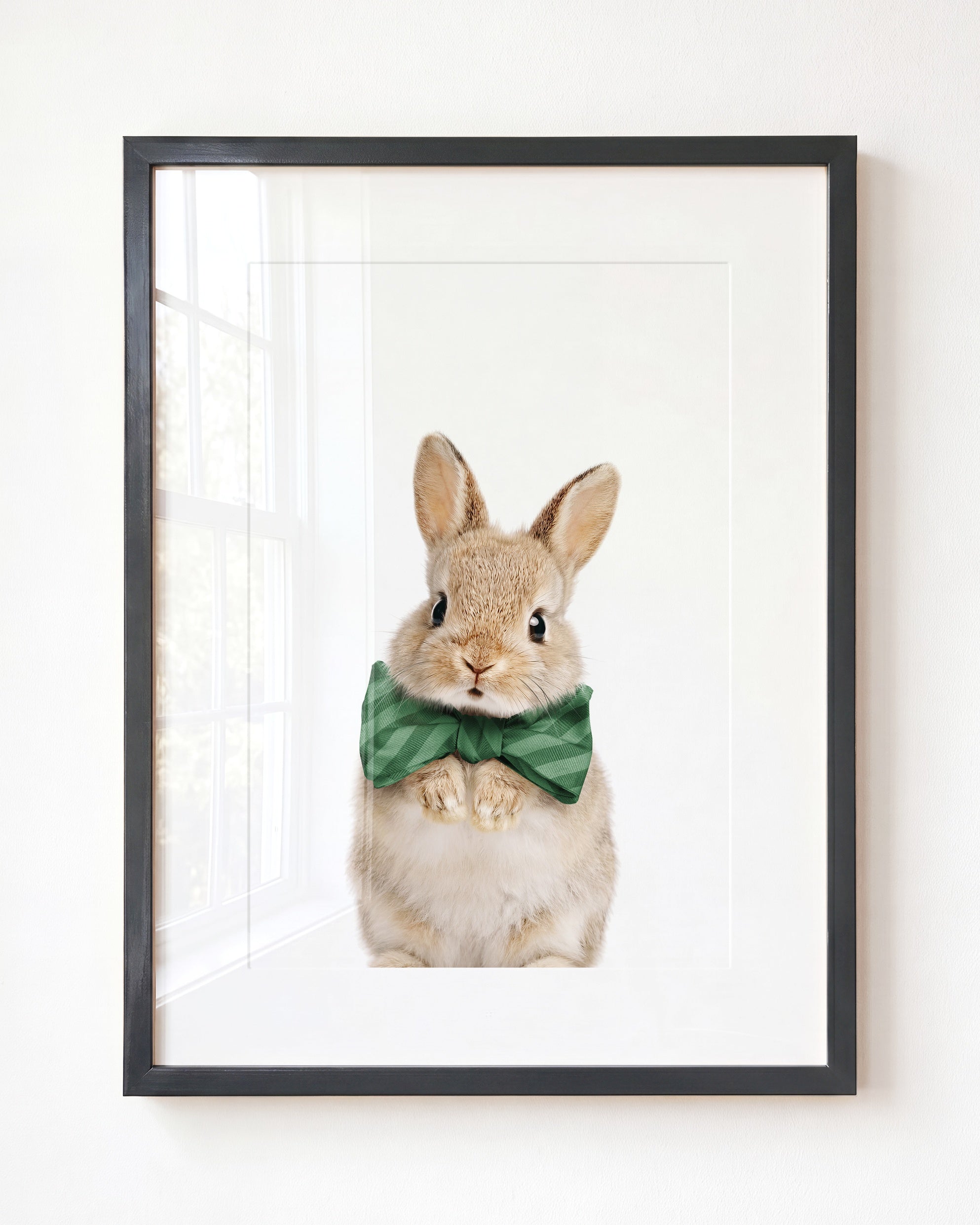 Baby Rabbit