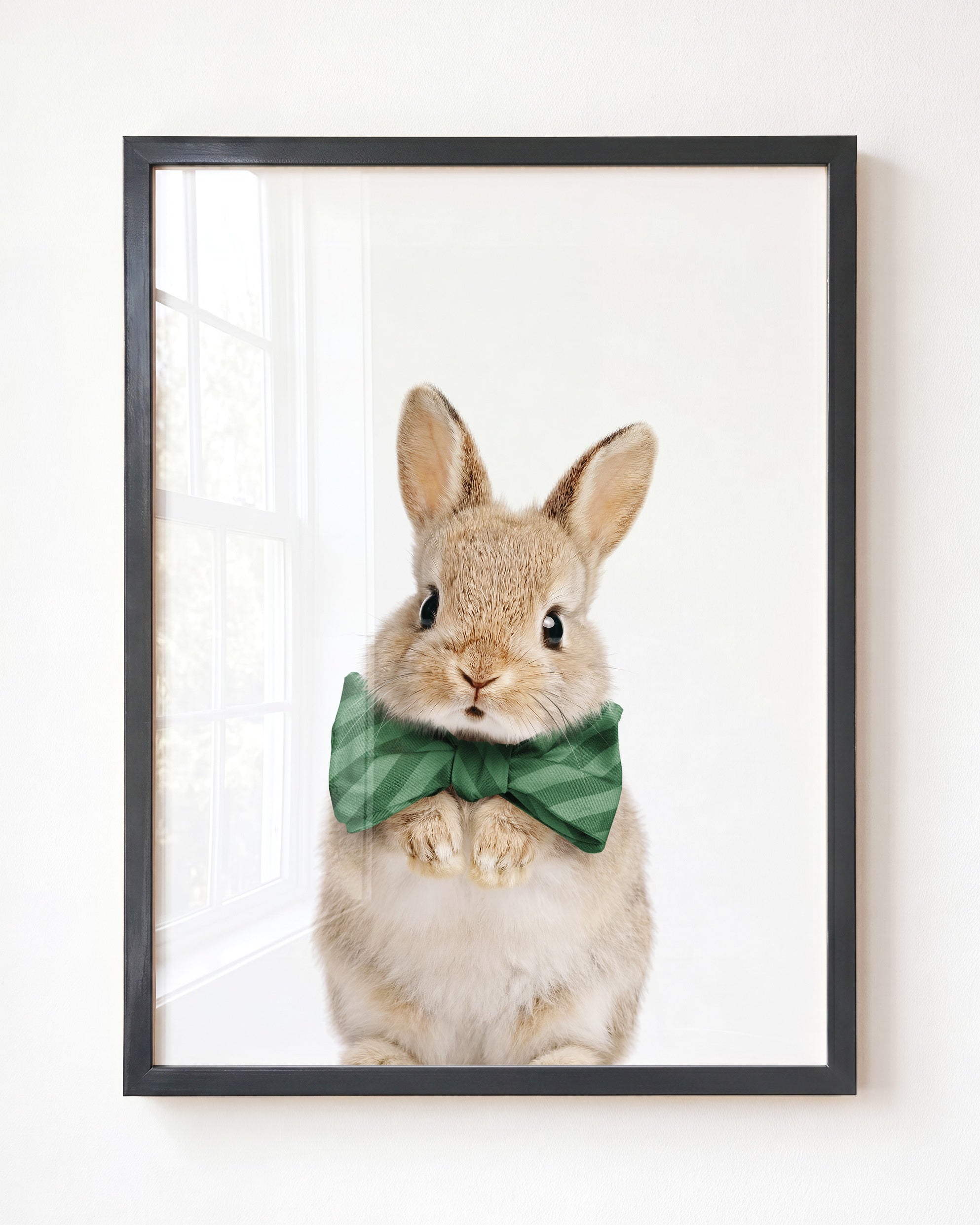 Baby Rabbit
