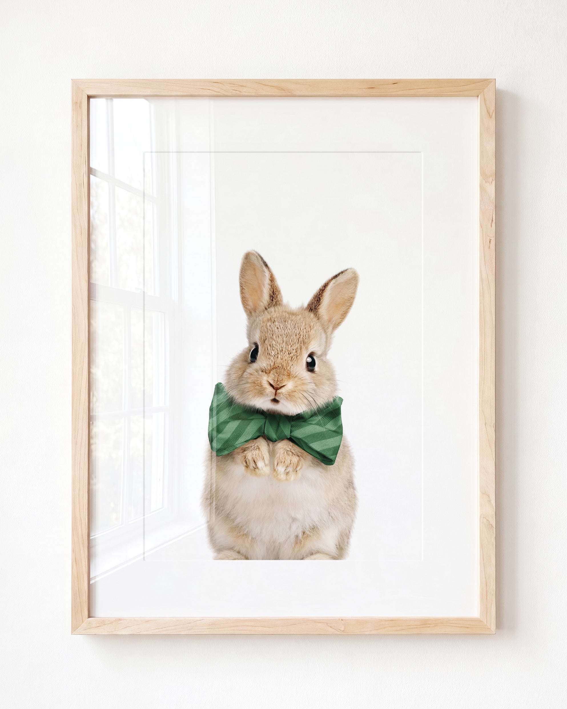 Baby Rabbit