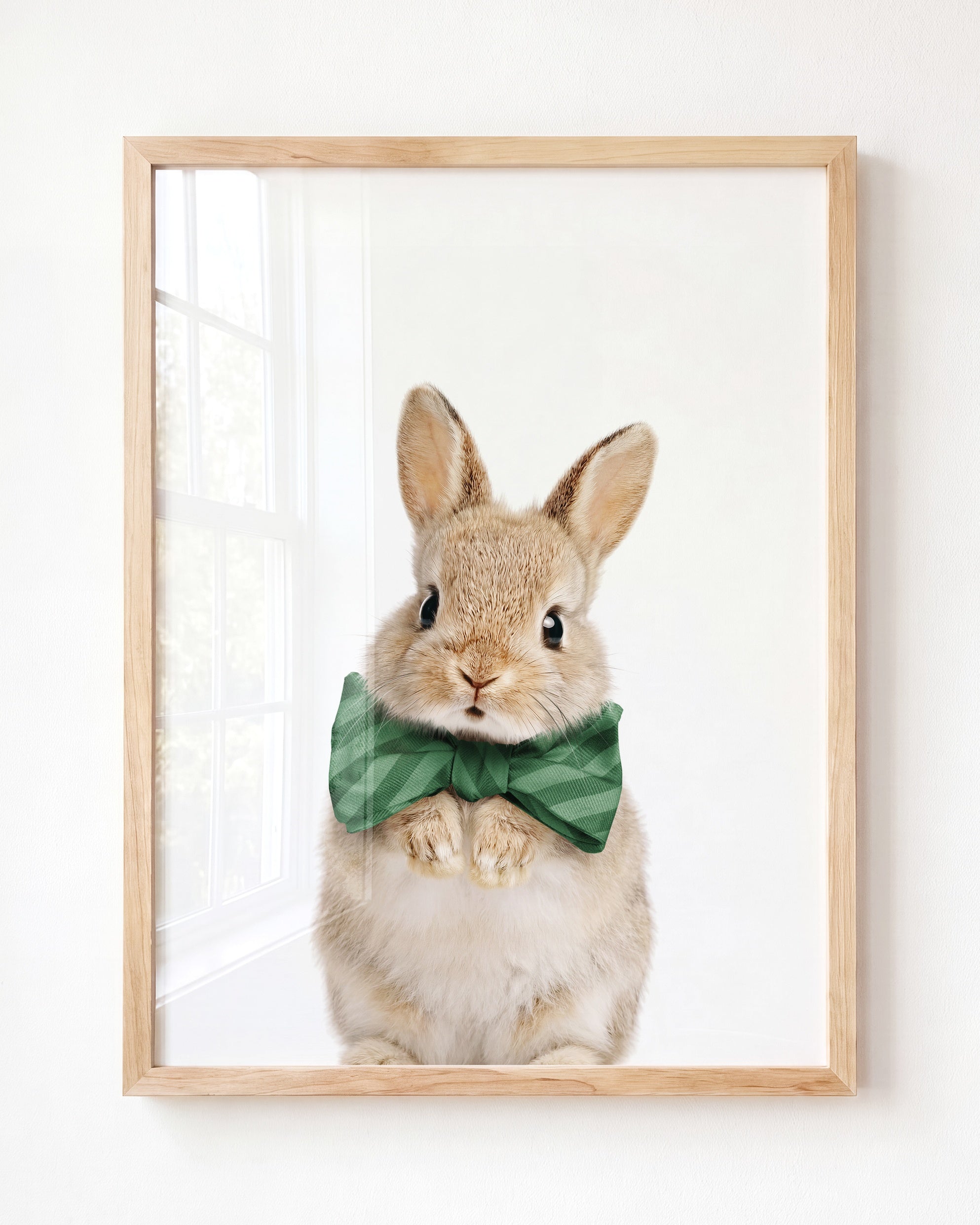 Baby Rabbit