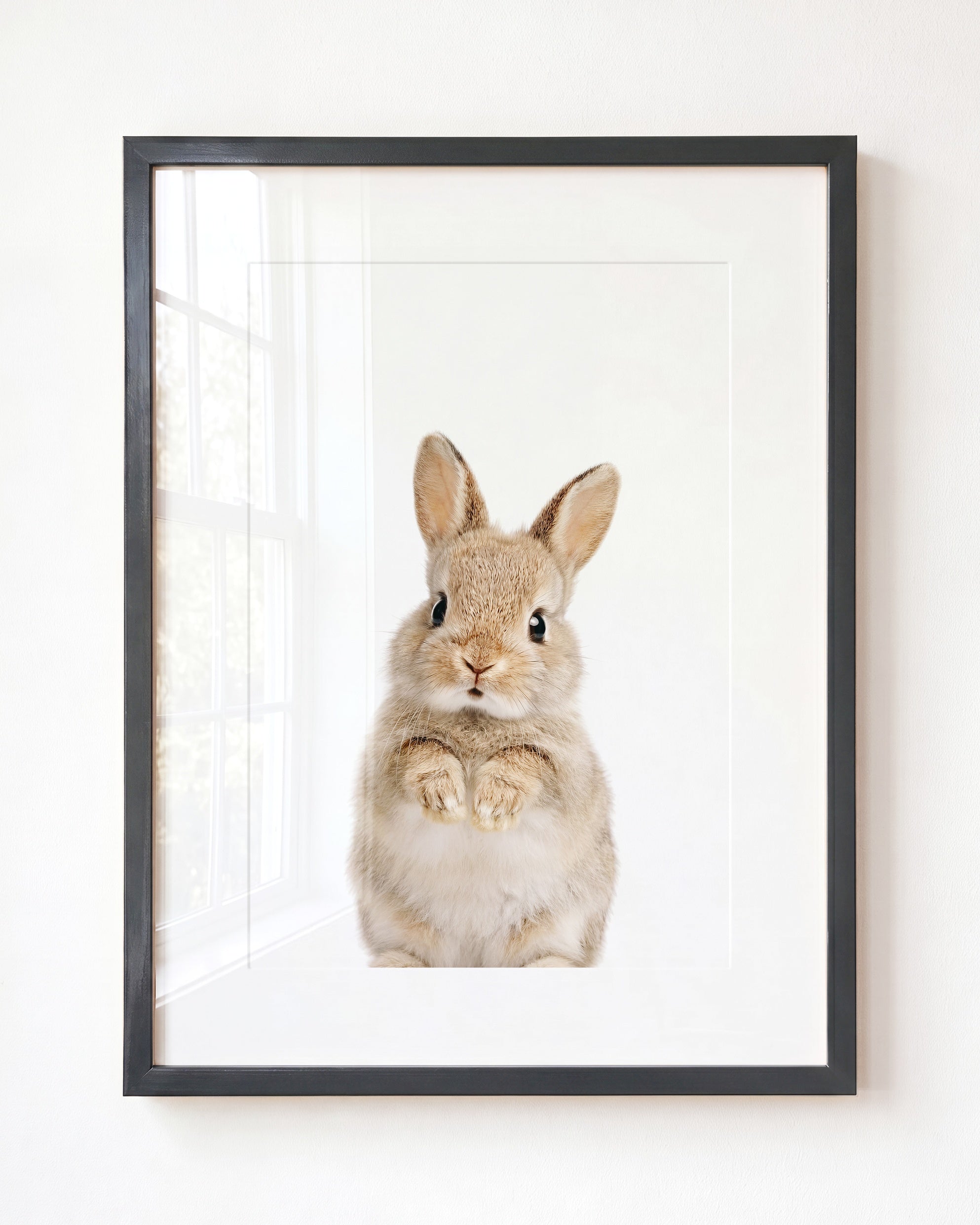 Baby Rabbit