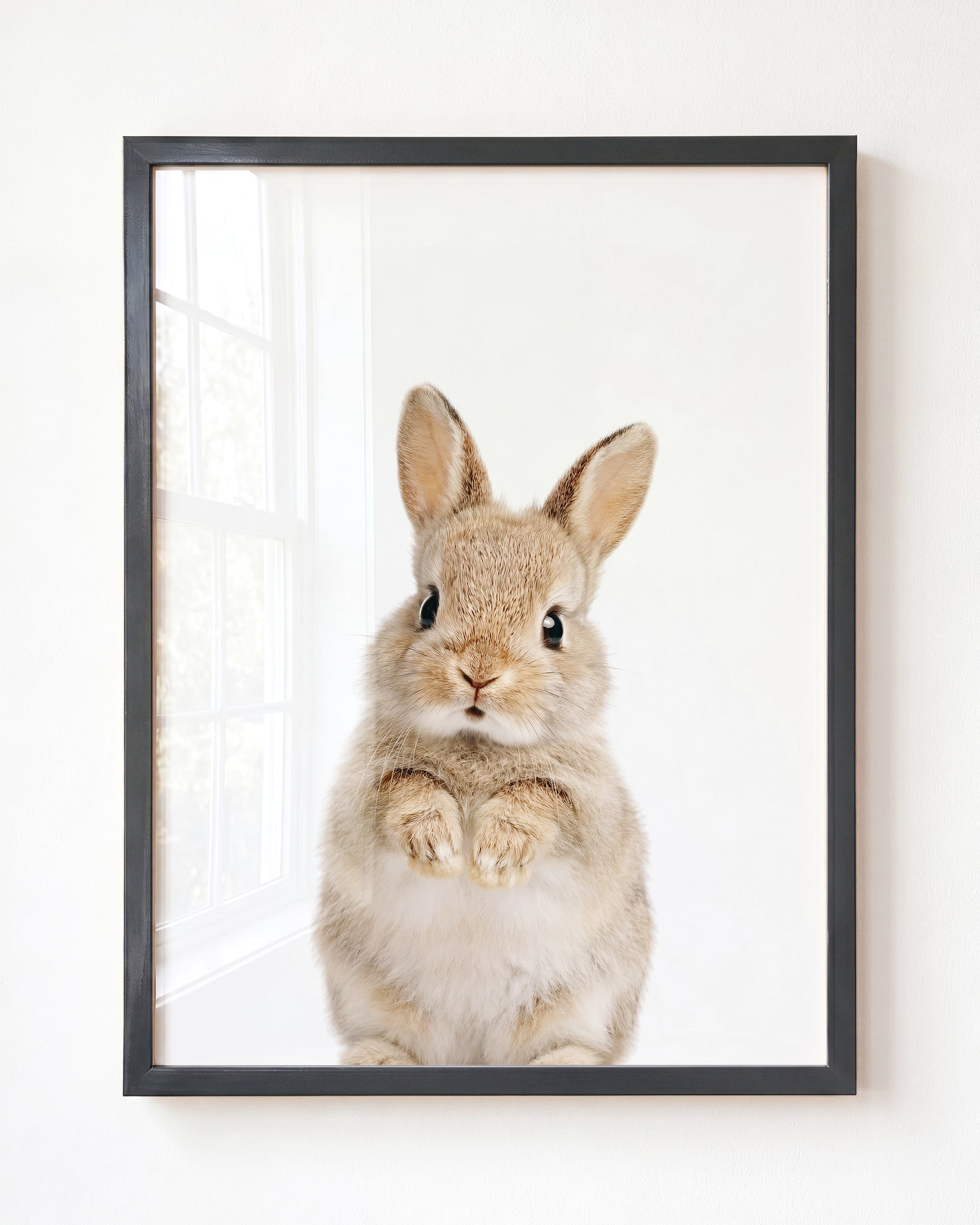 Baby Rabbit