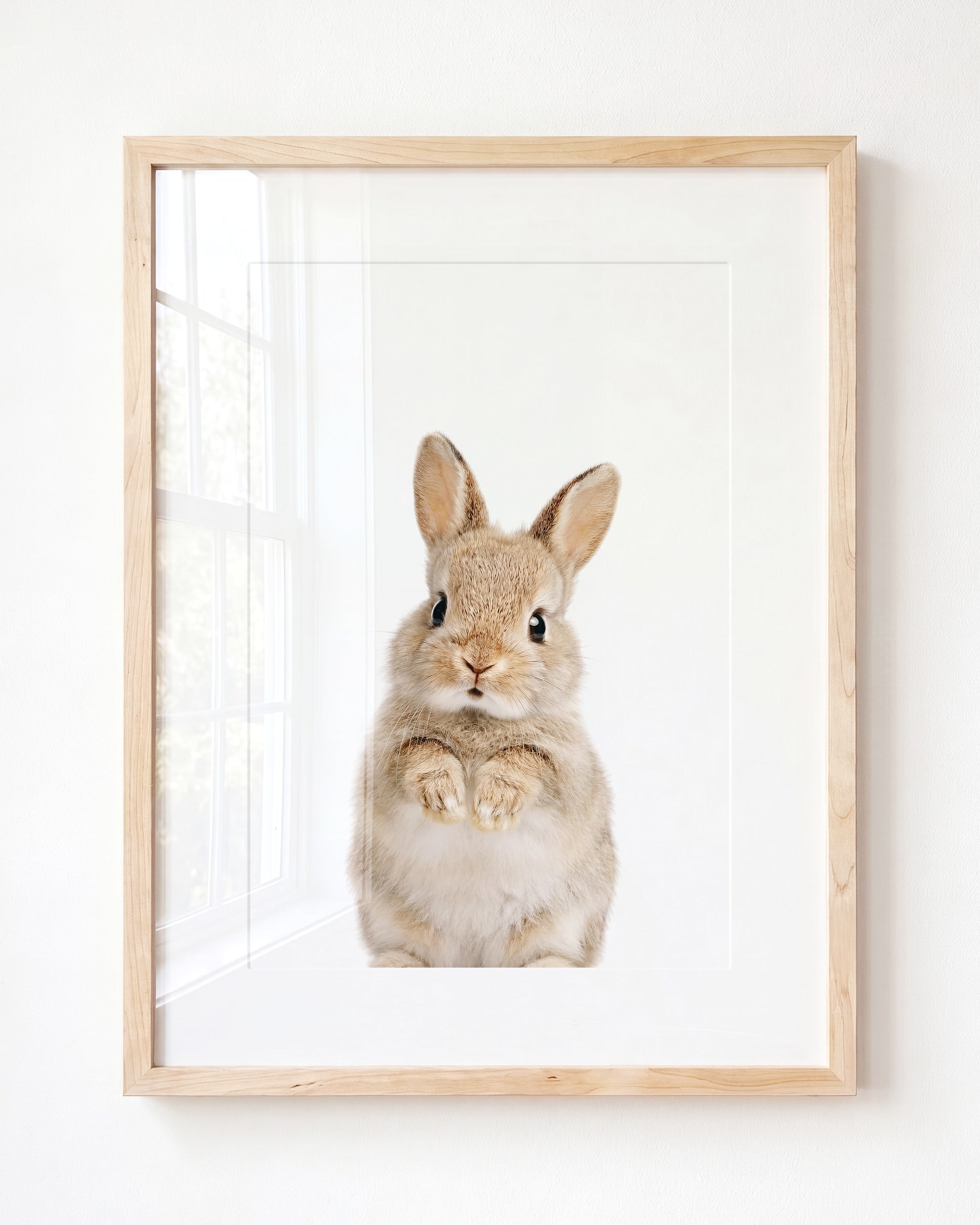 Baby Rabbit