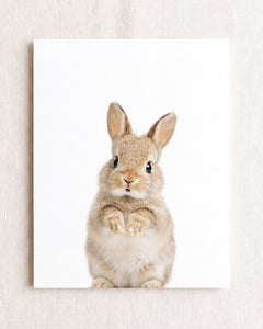 Baby Rabbit