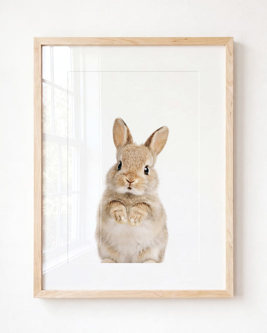 Baby Rabbit