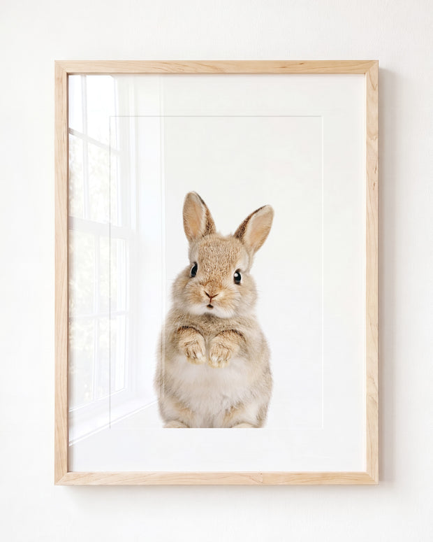 Baby Rabbit