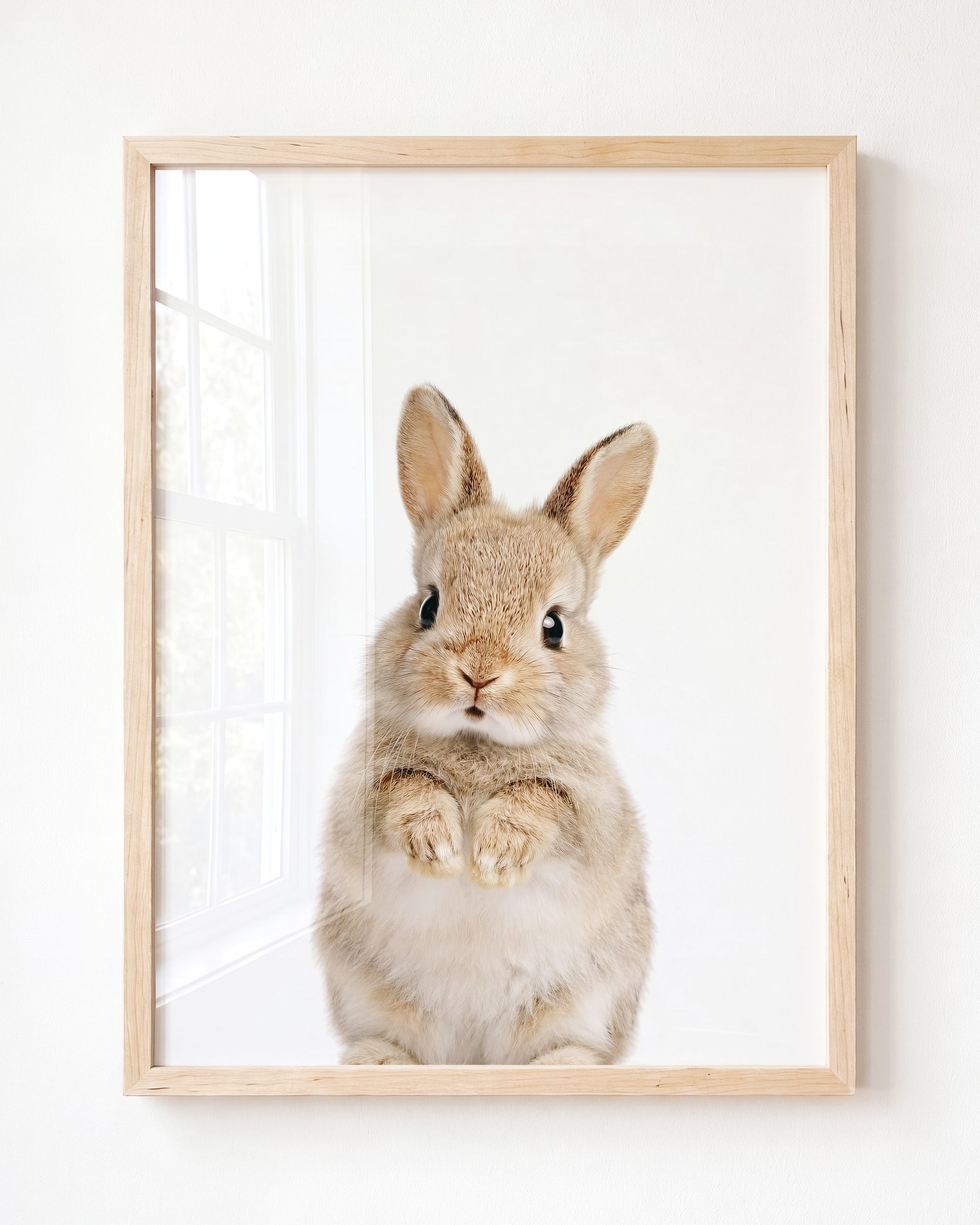 Baby Rabbit