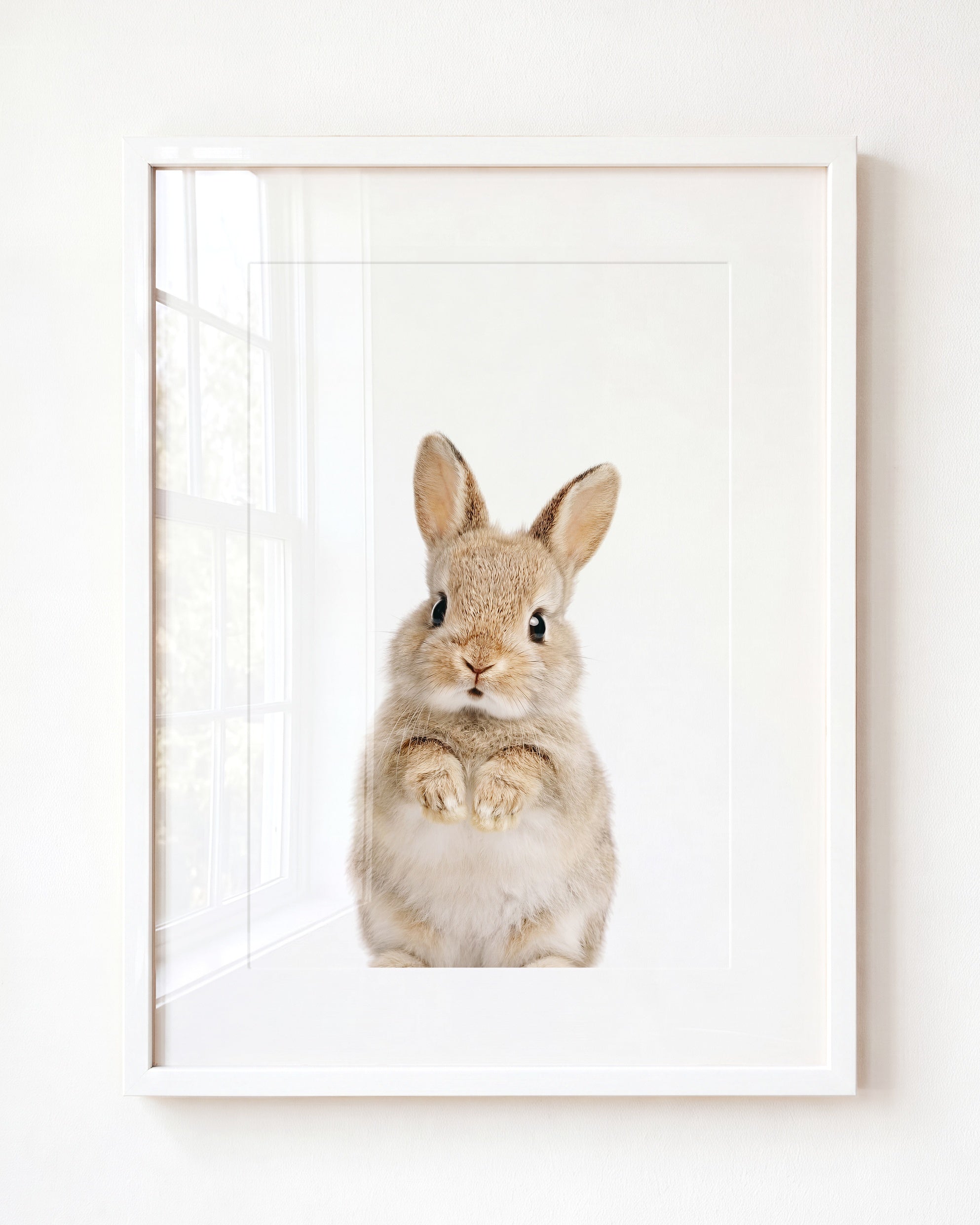 Baby Rabbit