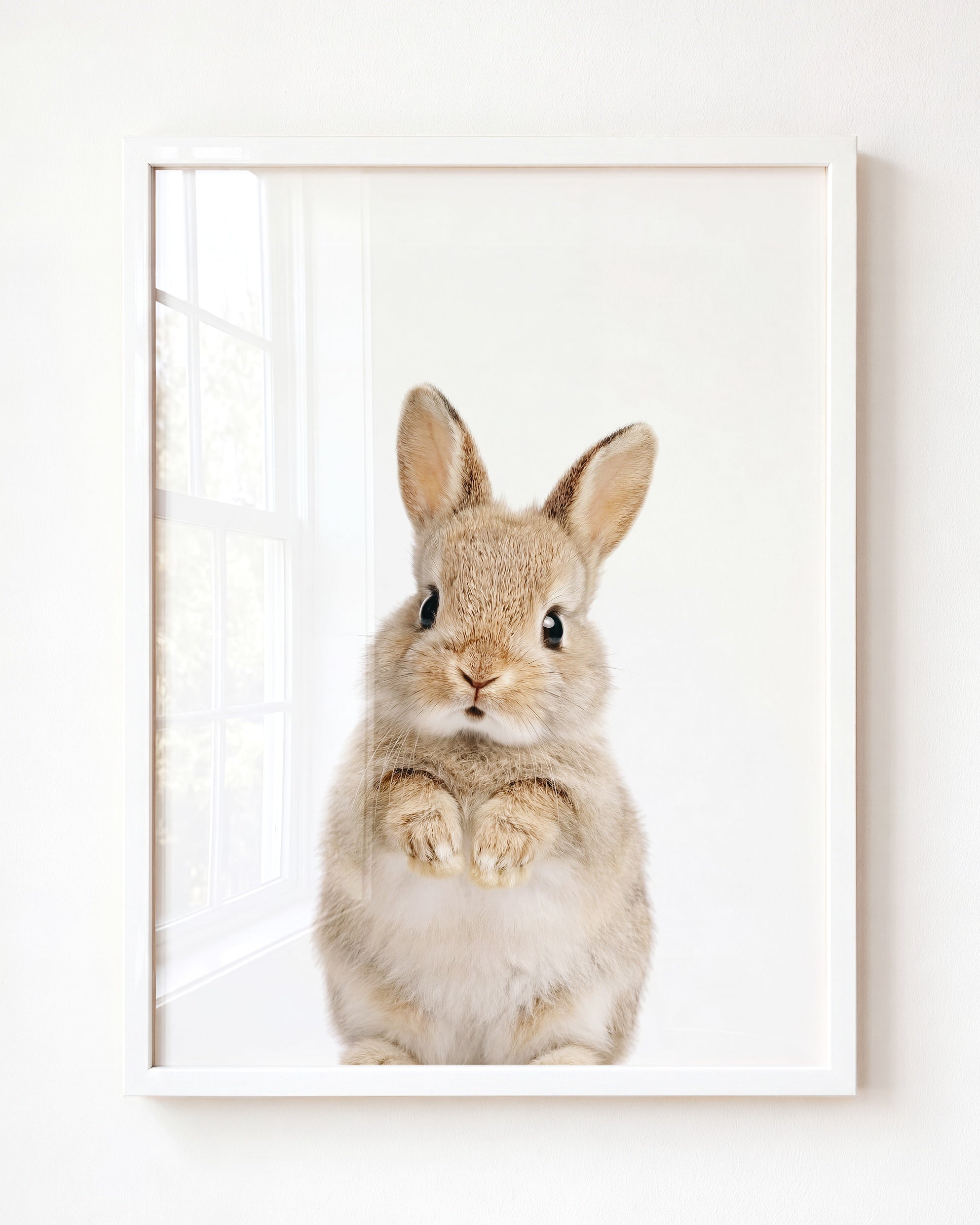 Baby Rabbit